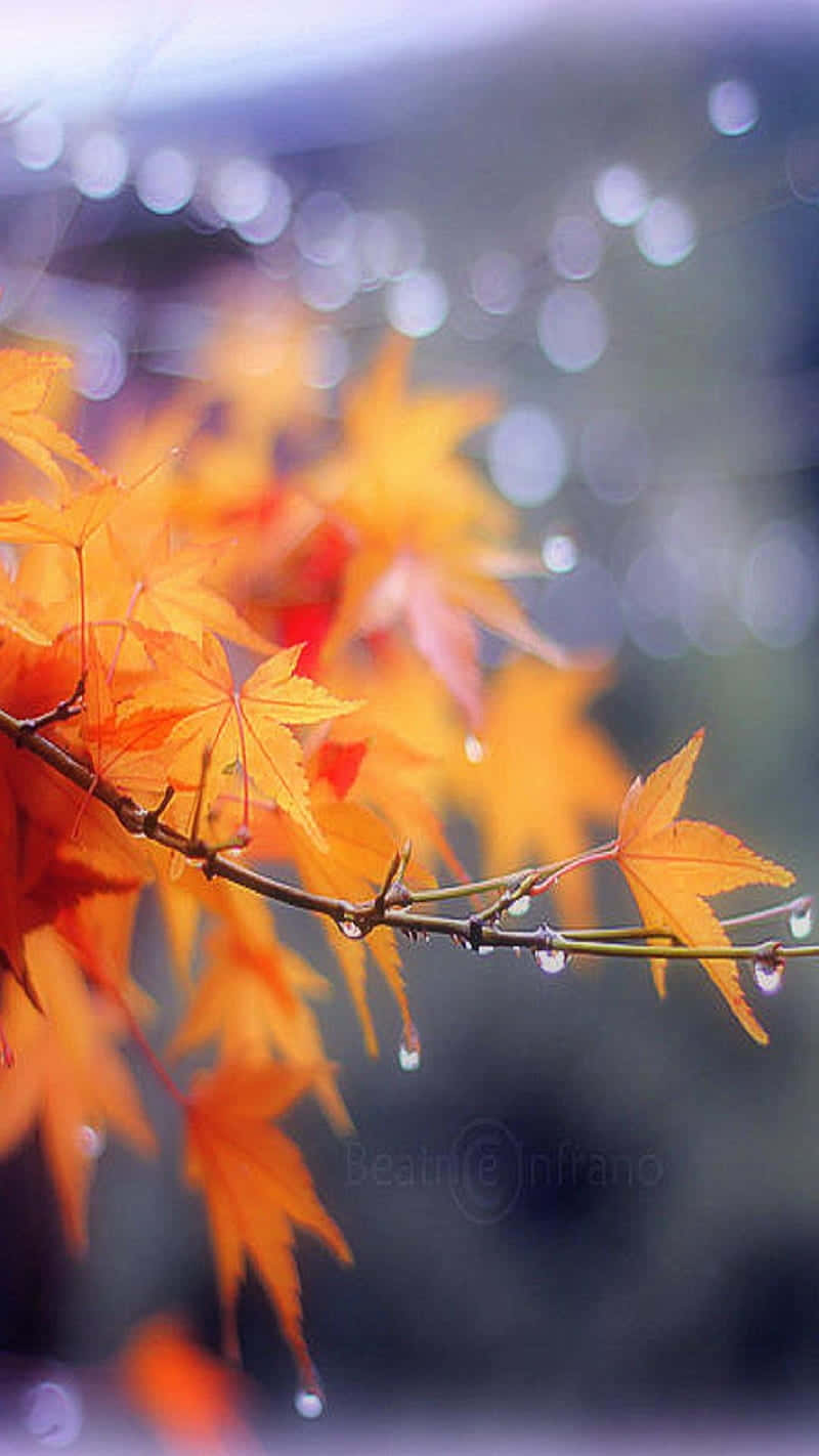 autumn leaves, orange maple leaves, dewdrops, HD Phone Wallpaper