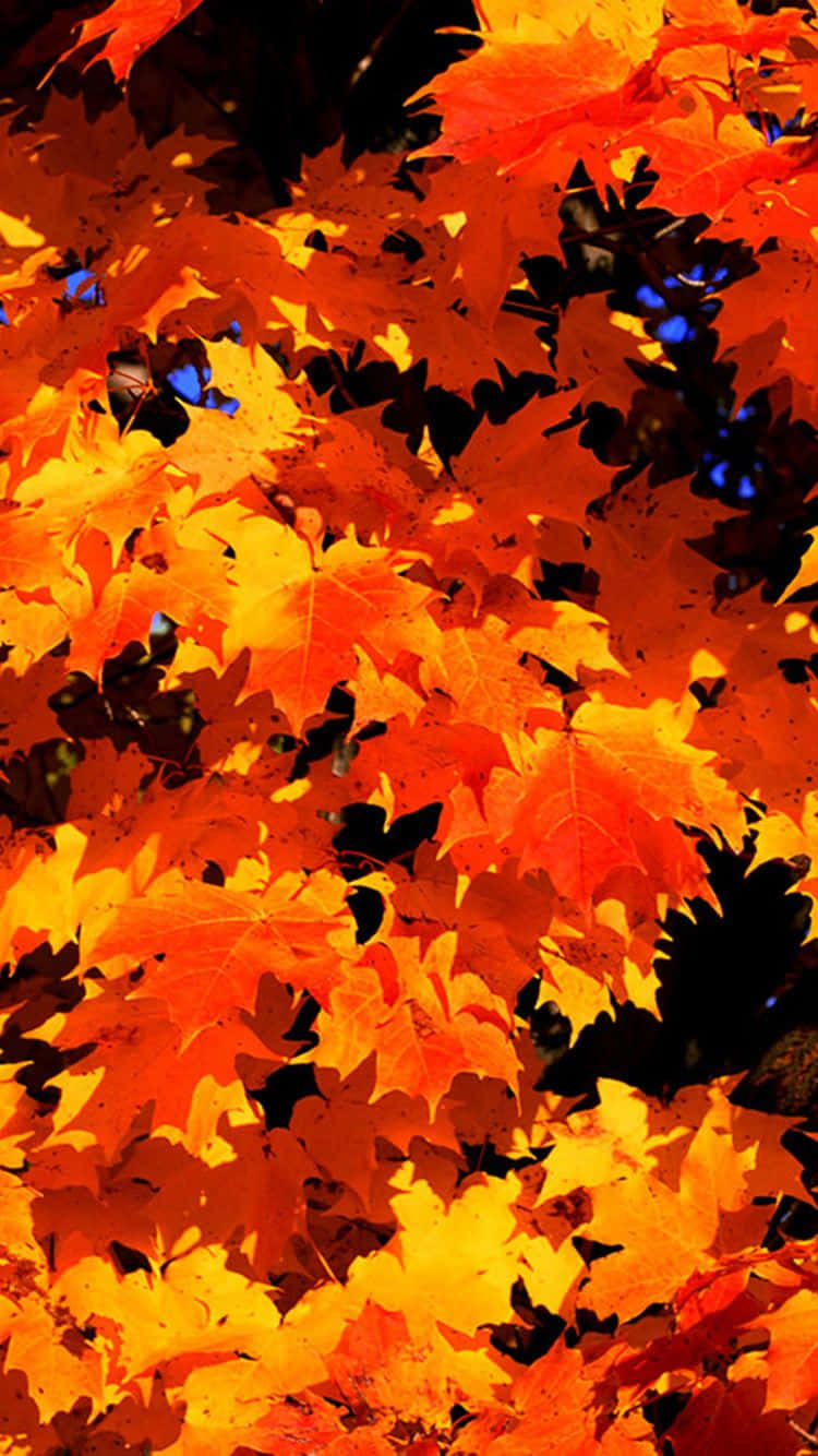 Autumn Leaves Phone, maple leaves, orange, HD Phone Wallpaper