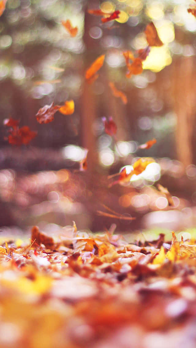 Autumn Leaves Phone, golden autumn leaves, sunlit forest air, SD Phone Wallpaper