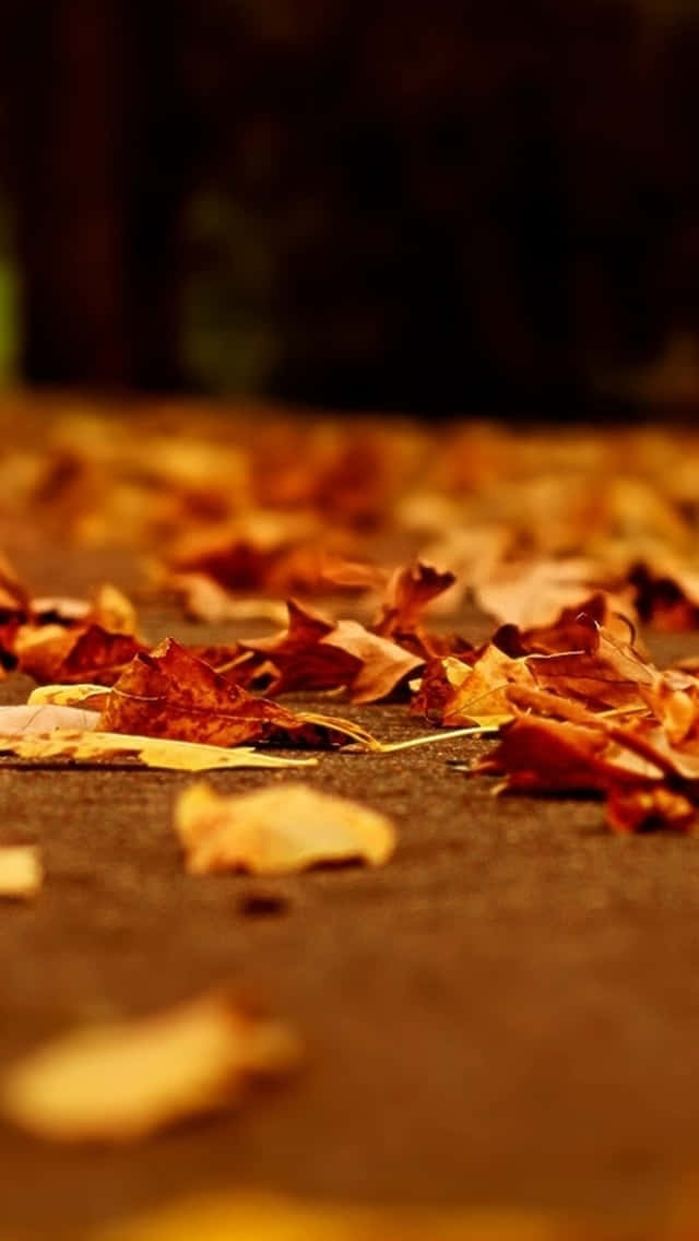 Autumn Leaves Phone, autumn leaves, dark pavement, SD Phone Wallpaper