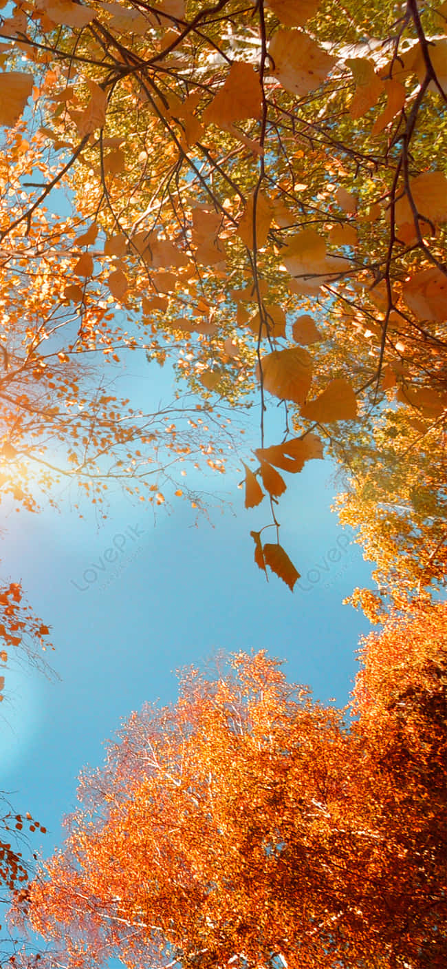 autumn leaves, golden autumn leaves, bright blue sky, HD Phone Wallpaper
