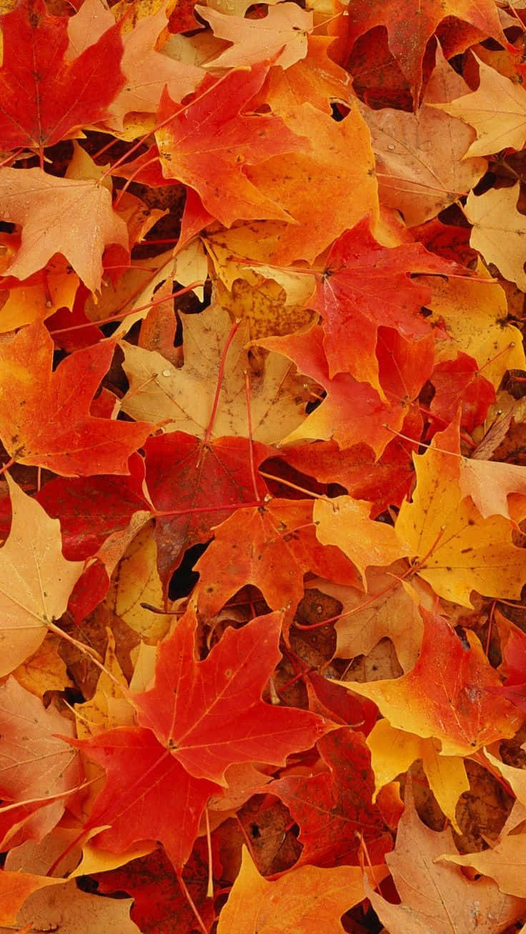 Autumn Leaves Phone, red orange, yellow, HD Phone Wallpaper