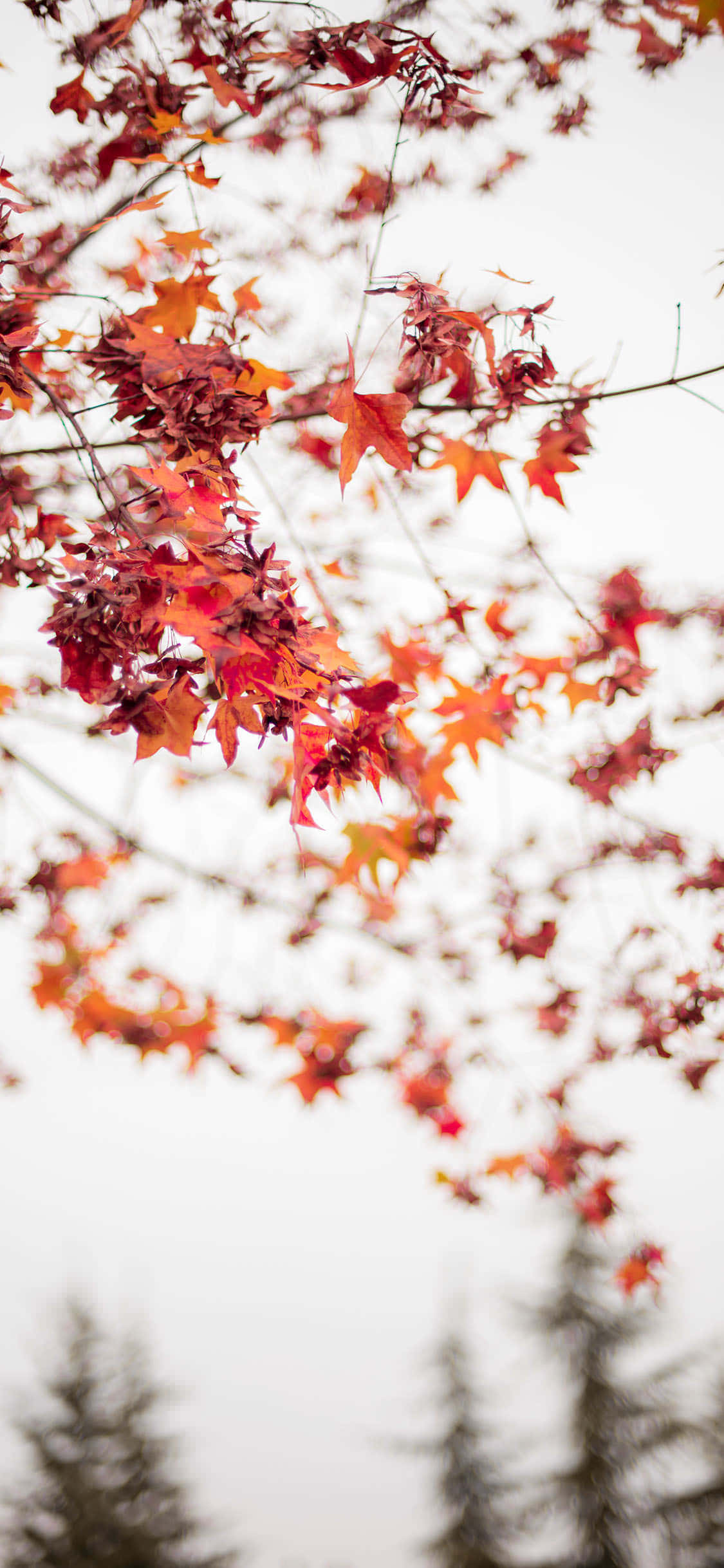 maple leaves, red and orange, overcast sky, Full HD Phone Wallpaper