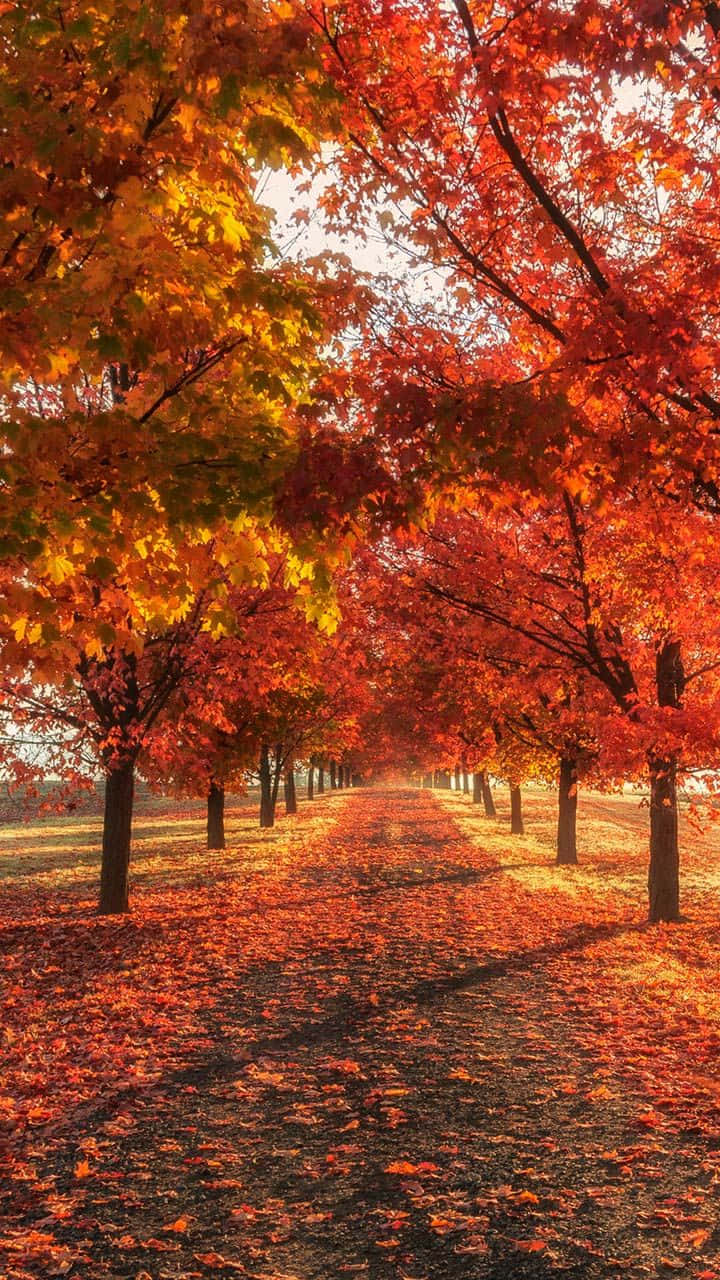Autumn Leaves Phone, fiery red, gold, HD Phone Wallpaper