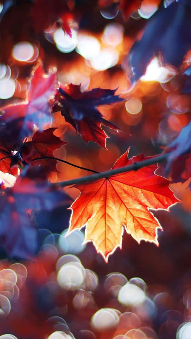 autumn leaves phone, glowing red maple leaf, warm oranges, SD Phone Wallpaper