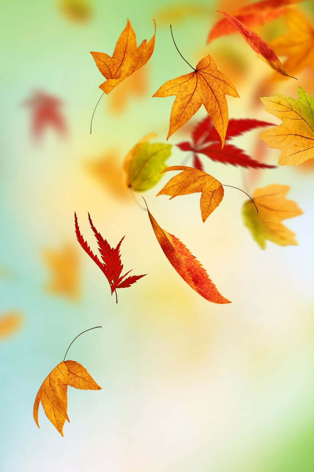 Autumn Leaves Phone, orange, red, HD Phone Wallpaper
