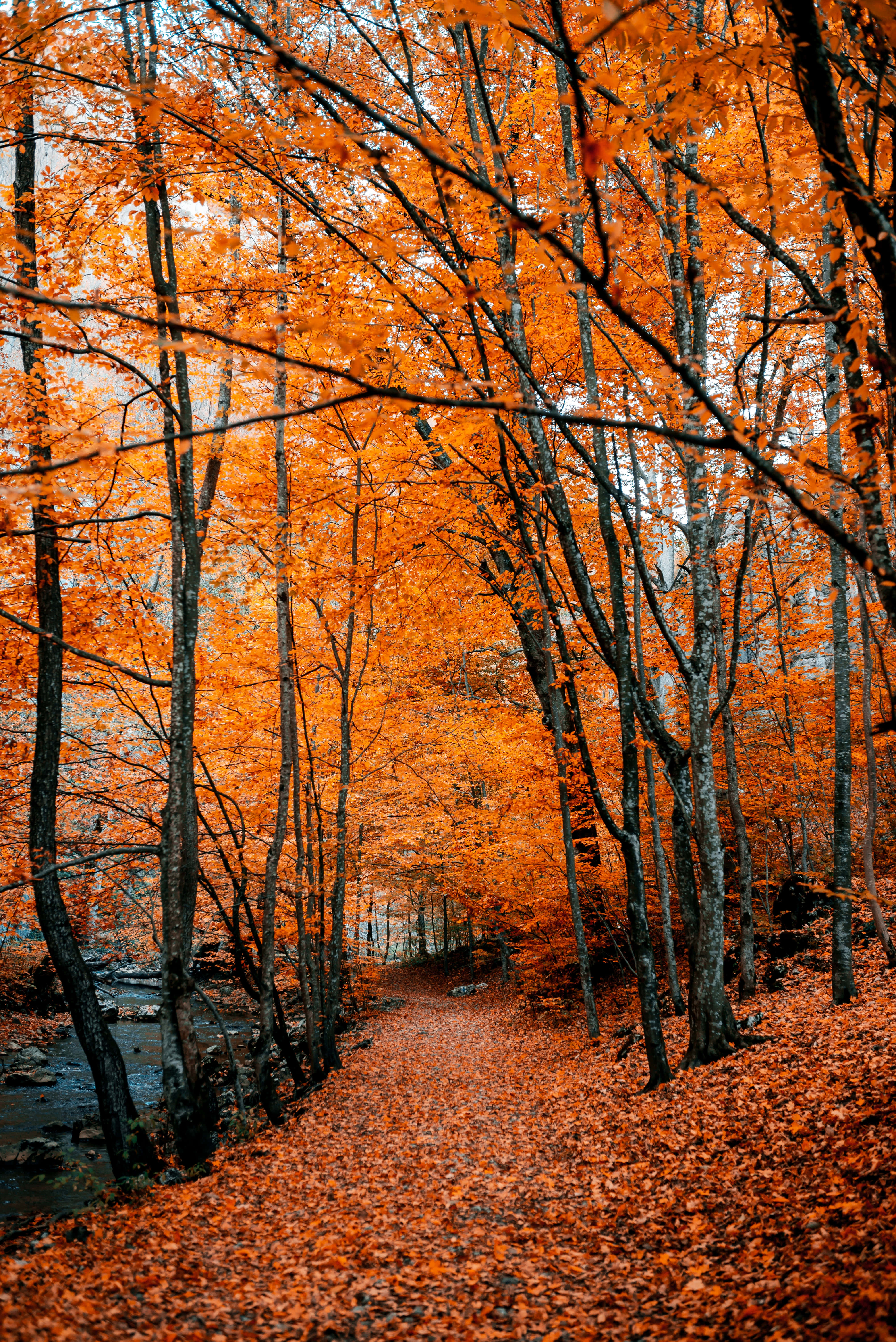 Autumn Leaves Phone, winding forest path, vibrant orange leaves, 5K Phone Wallpaper
