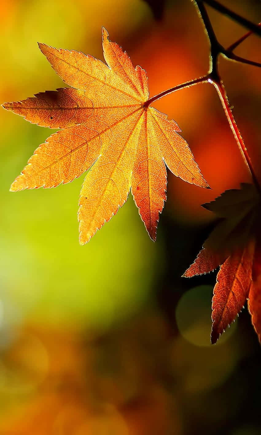 Autumn Leaves Phone, vibrant orange maple leaf, autumnal greens, HD Phone Wallpaper
