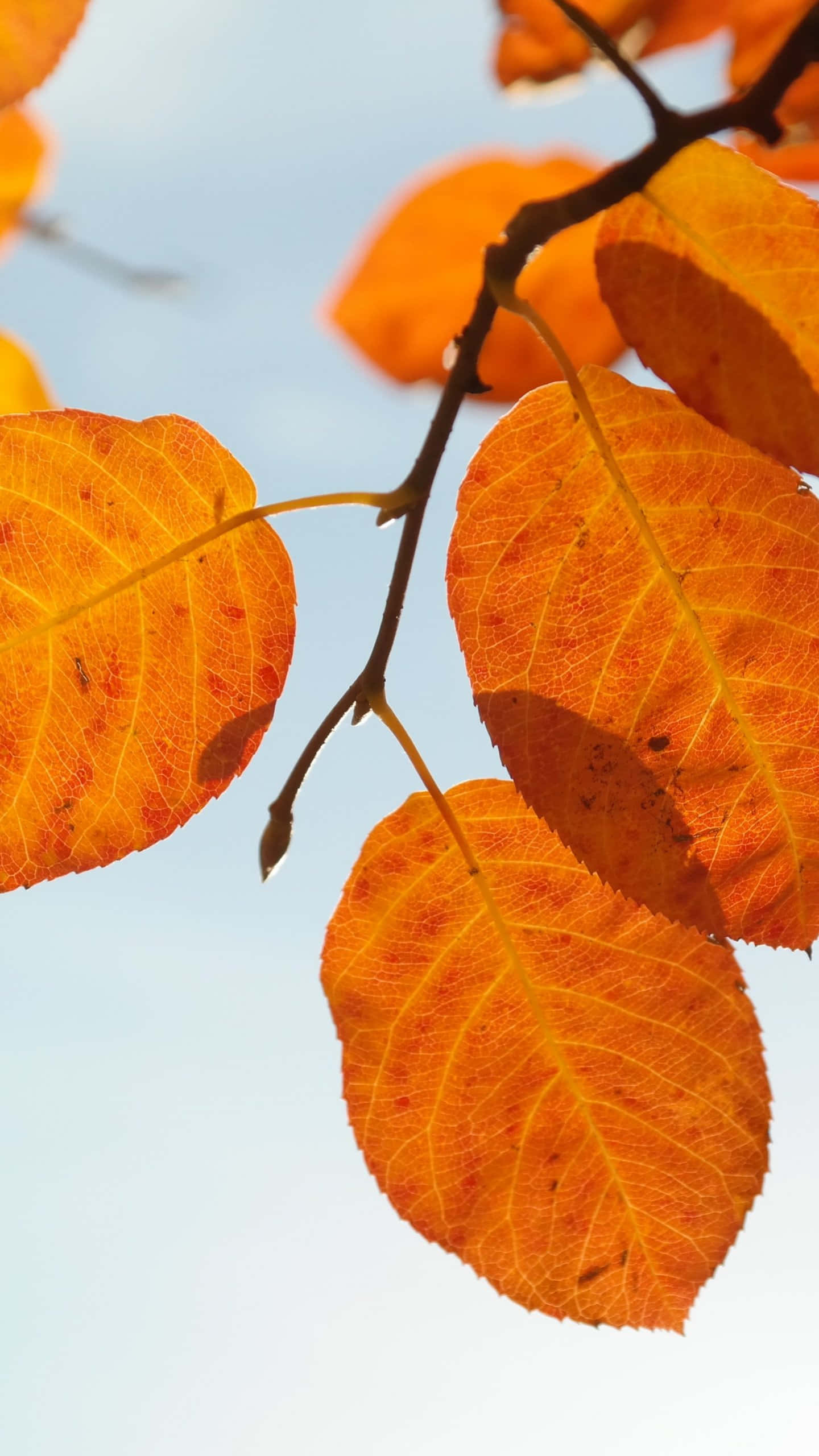 autumn leaves, branch, vibrant orange, 2K Phone Wallpaper