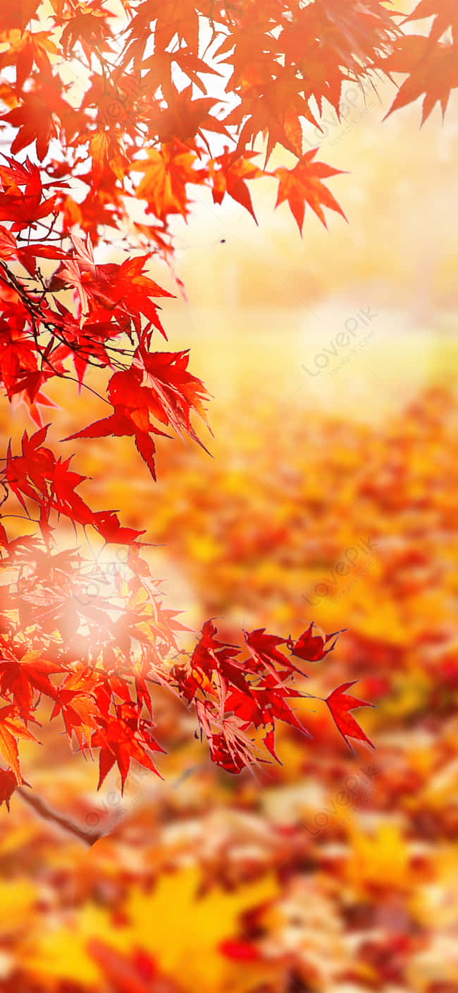 Autumn Leaves Phone, red maple leaves, golden sunlit backdrop, HD Phone Wallpaper