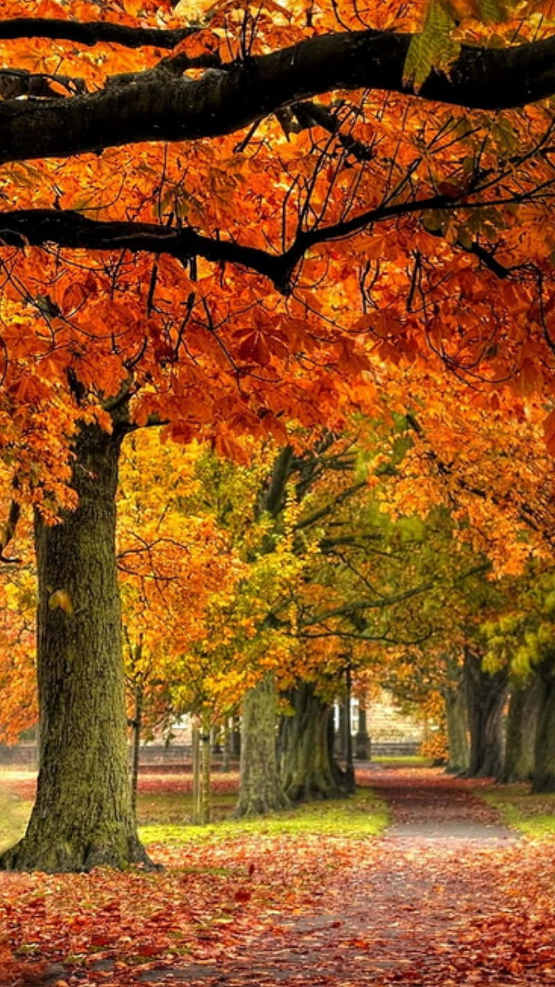 Autumn Leaves Phone, fiery orange, golden, HD Phone Wallpaper