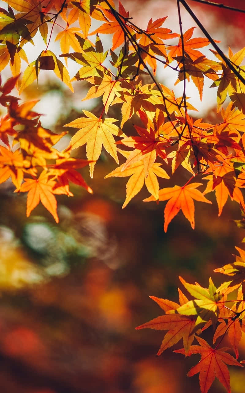 autumn leaves phone, golden orange maple leaves, autumn sunlight, HD Phone Wallpaper
