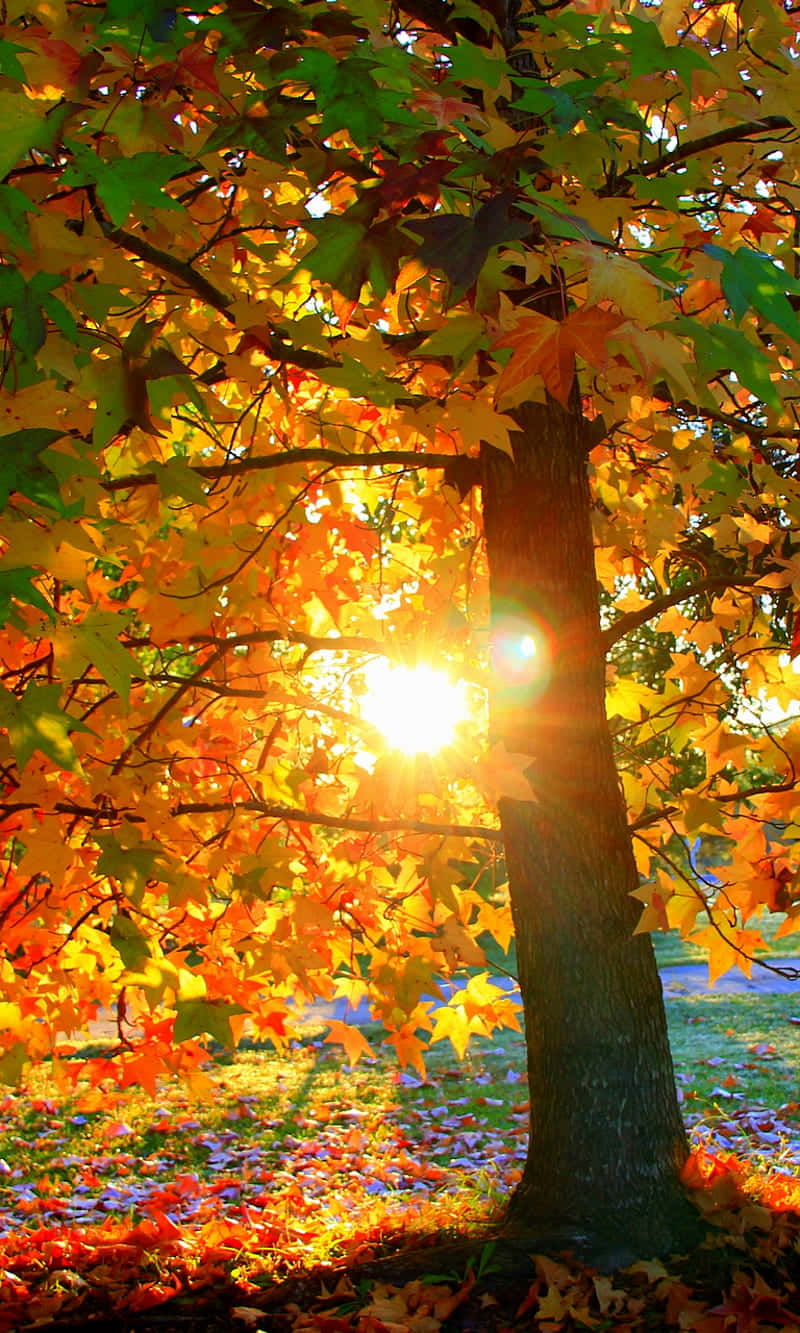 Autumn Leaves Phone, orange, green, HD Phone Wallpaper