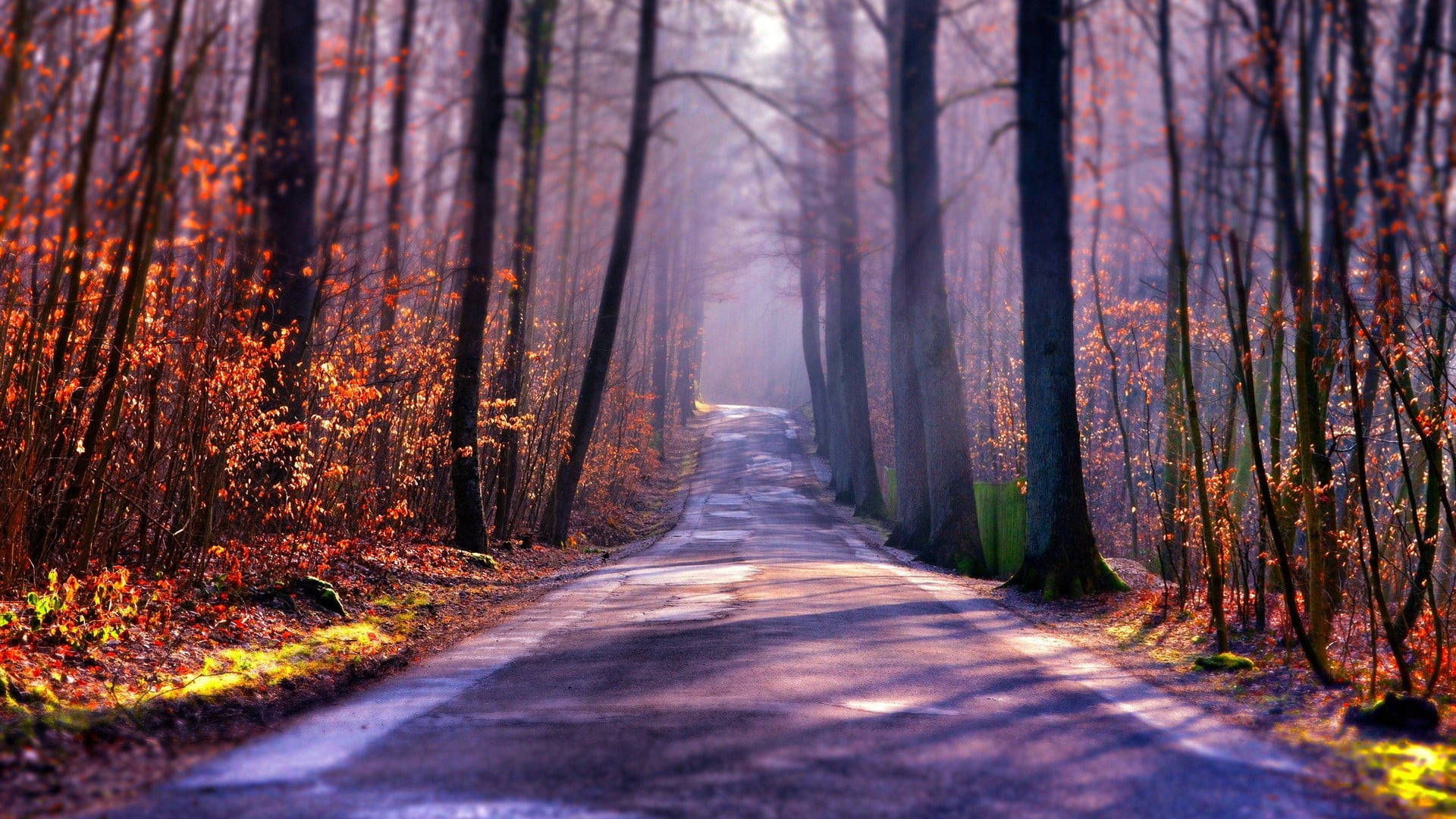 Autumn Macbook, forest path, morning light, Full HD Desktop Wallpaper
