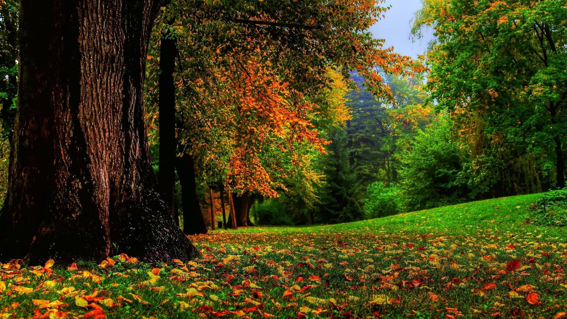 Autumn Macbook, grassy park, sunlit forest path, Full HD Desktop Wallpaper