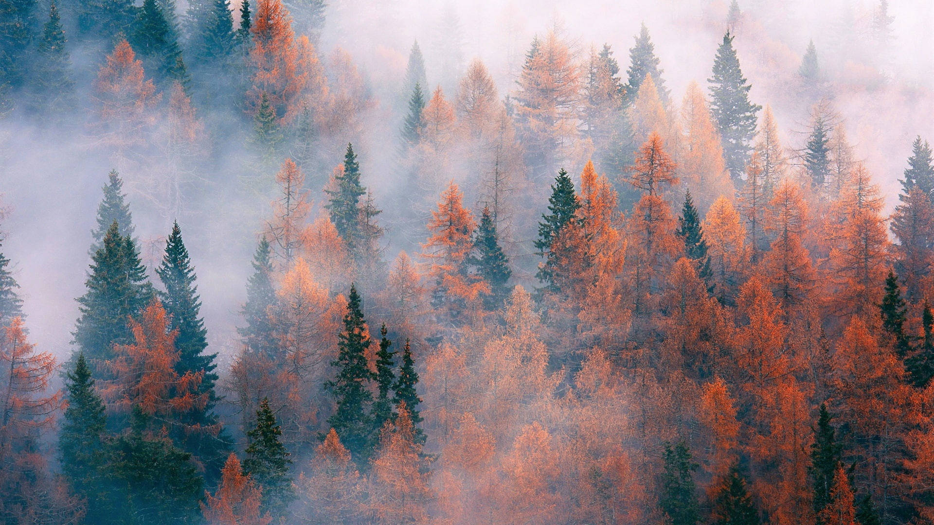 foggy forest, autumn, orange and green trees, Full HD Desktop Wallpaper