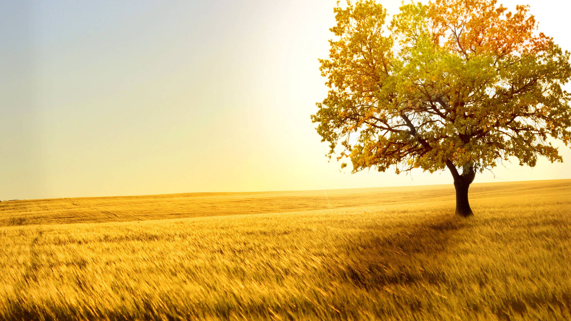 Autumn Macbook, golden autumn leaves, vast wheat field, Full HD Desktop Wallpaper