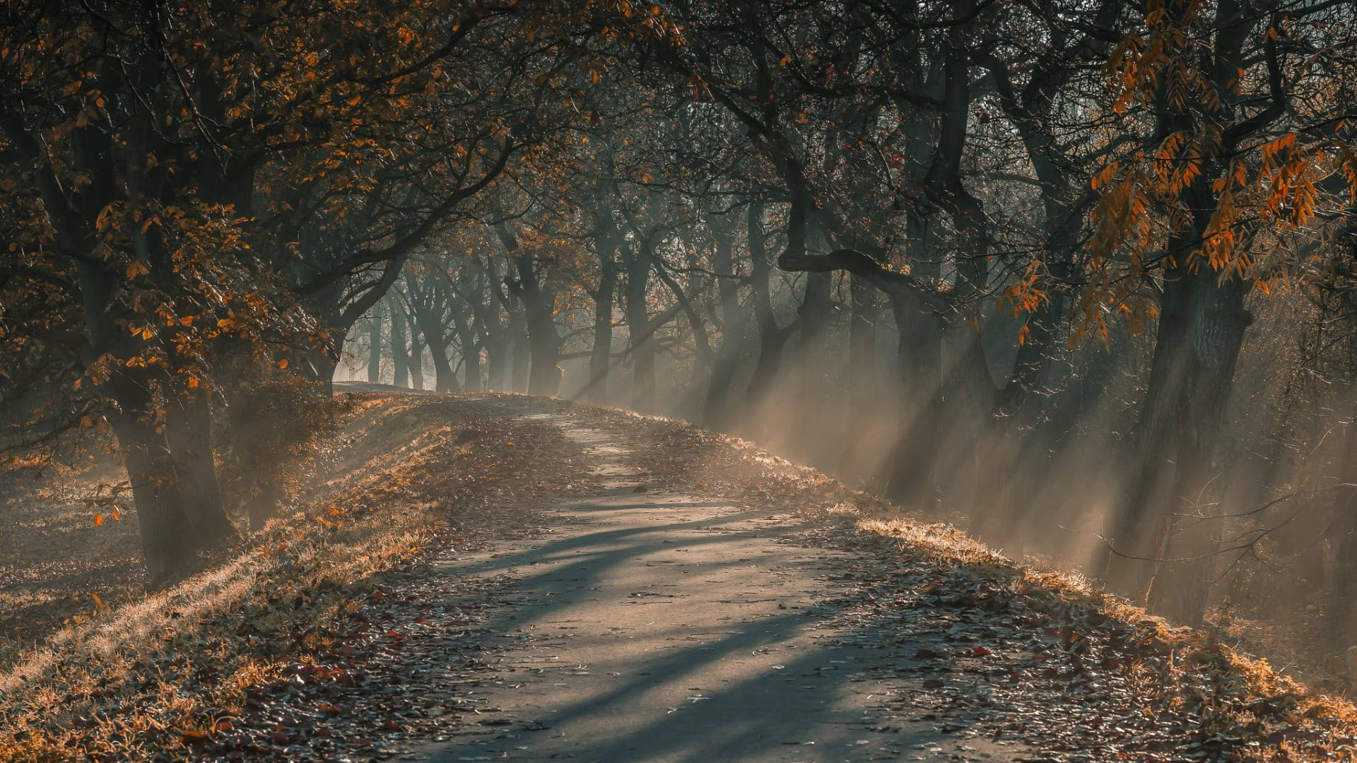 Autumn Macbook, Sunlight beams, autumn trees, Full HD Desktop Wallpaper
