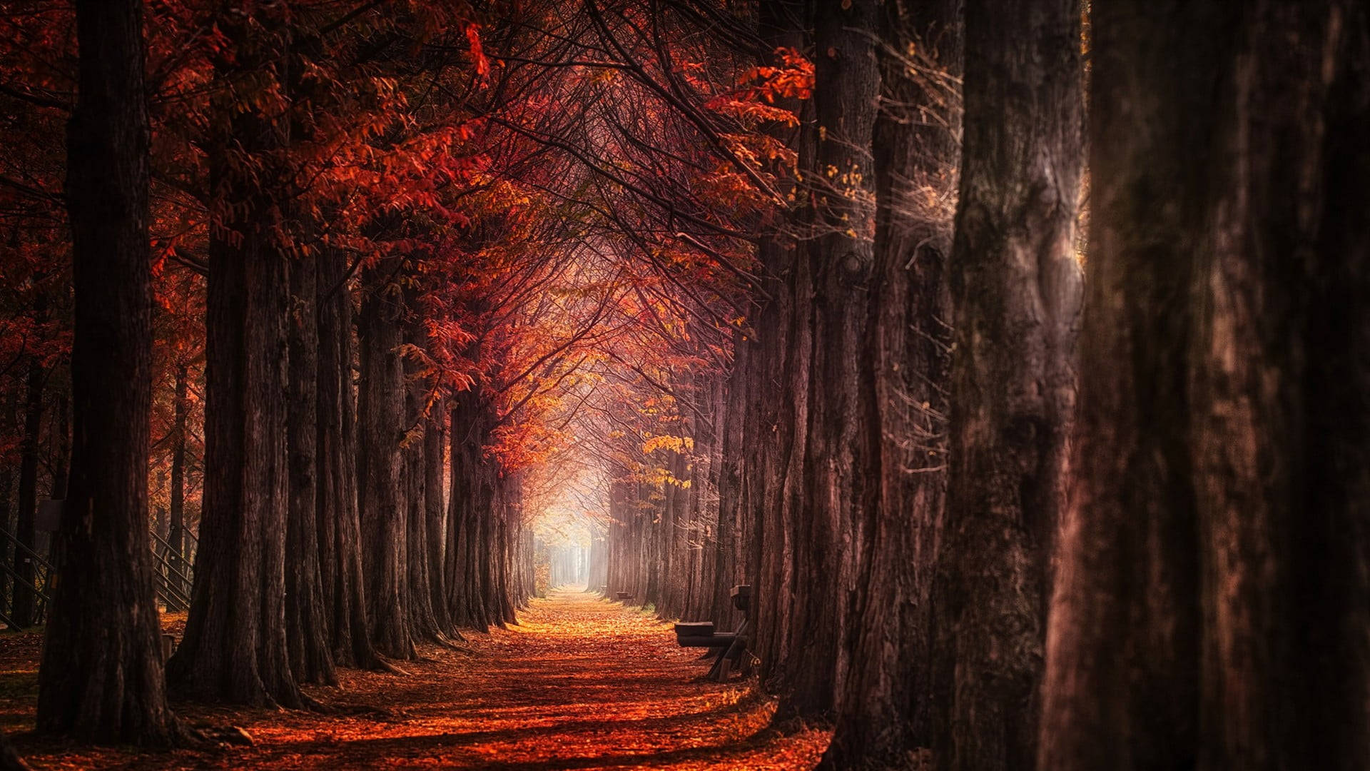 Autumn Macbook, tall trees, fiery red leaves, Full HD Desktop Wallpaper