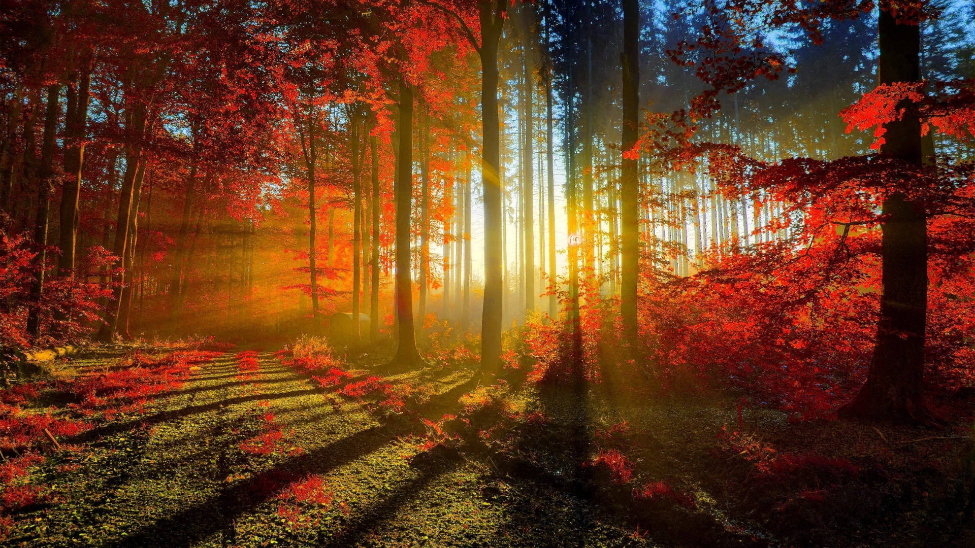 autumn, sunlight, red autumn trees, Full HD Desktop Wallpaper