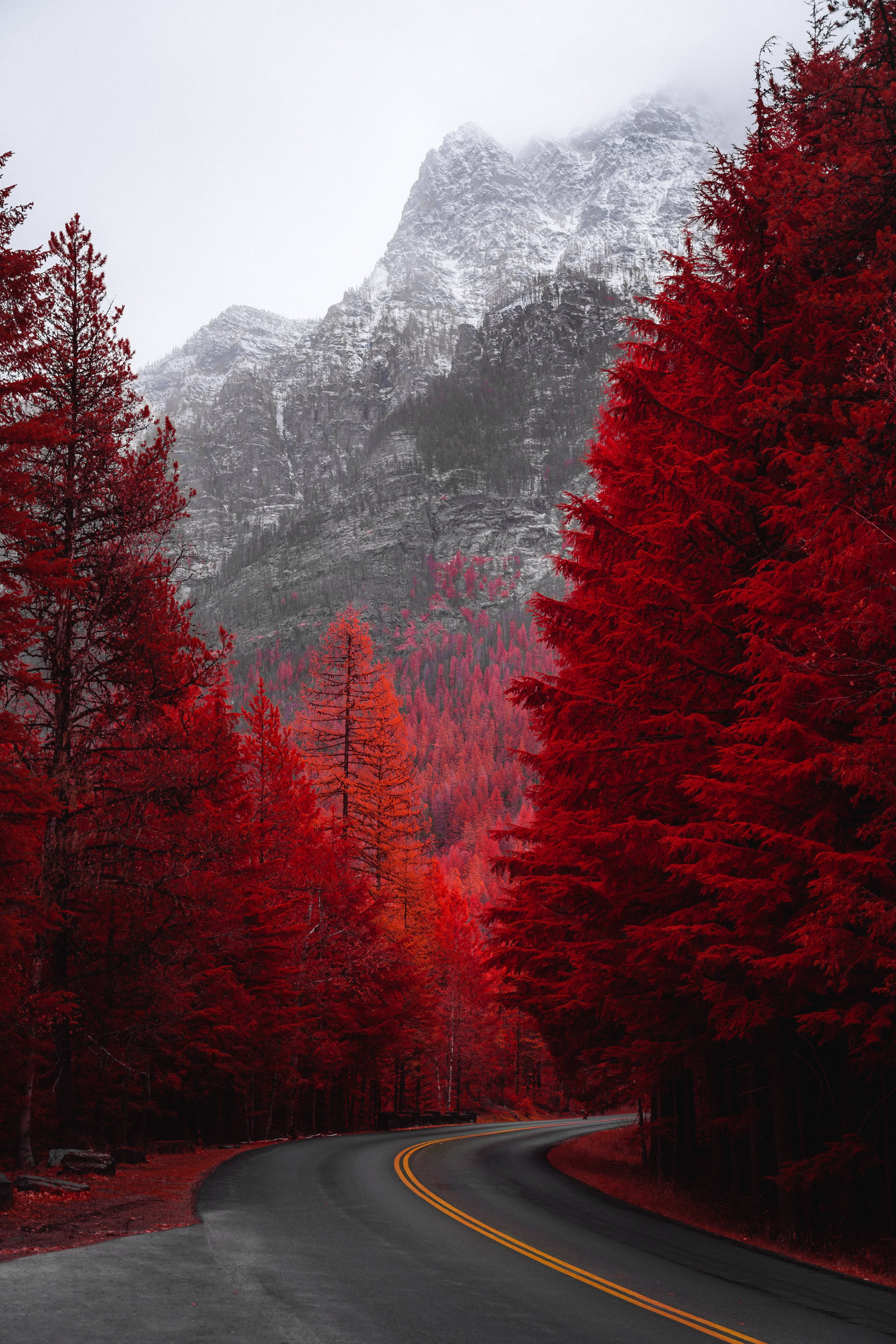autumn trees landscapes, winding road, forest of intensely red trees, 5K Phone Wallpaper