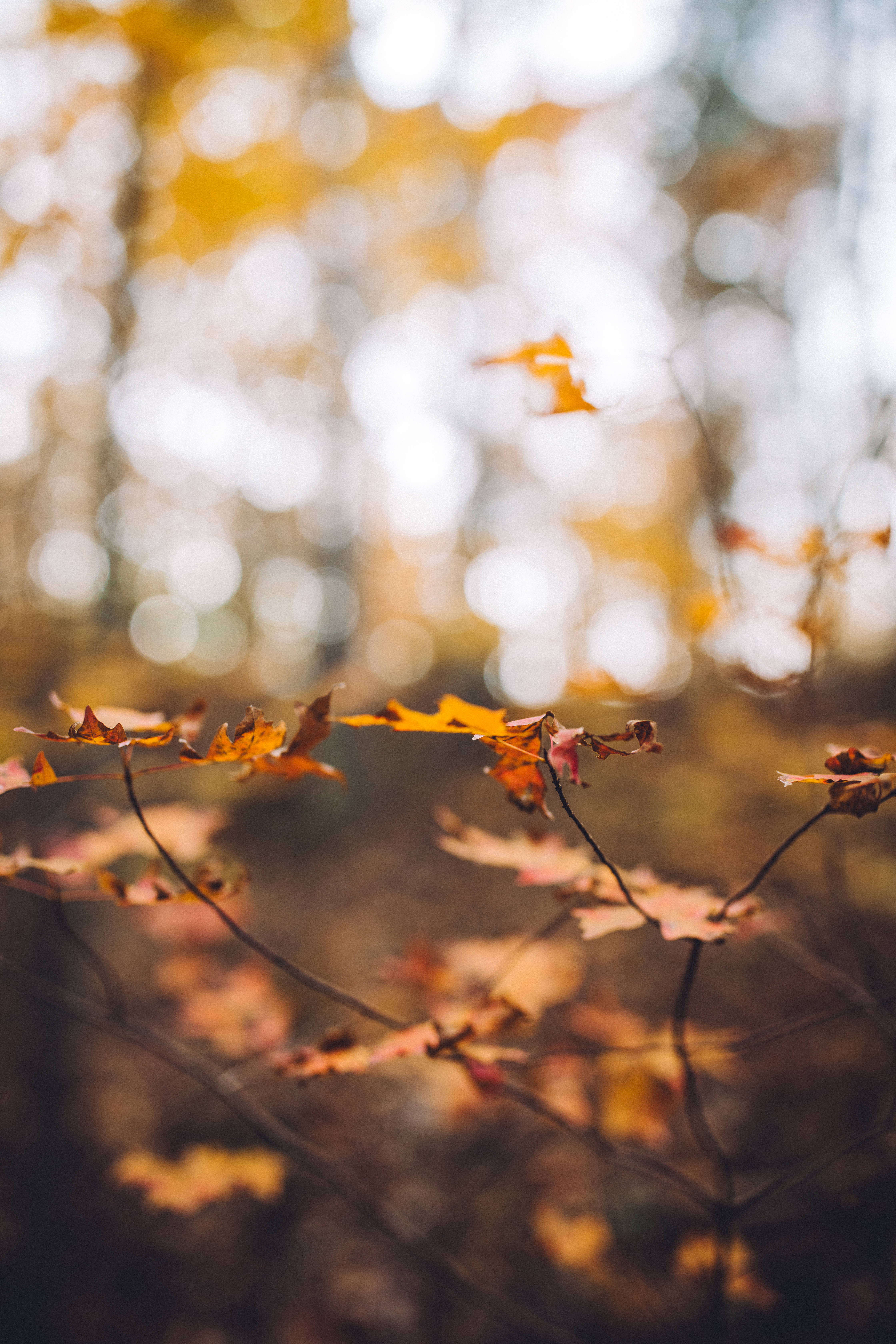 Autumn Phone, maple tree, golden maple leaves, 5K Phone Wallpaper