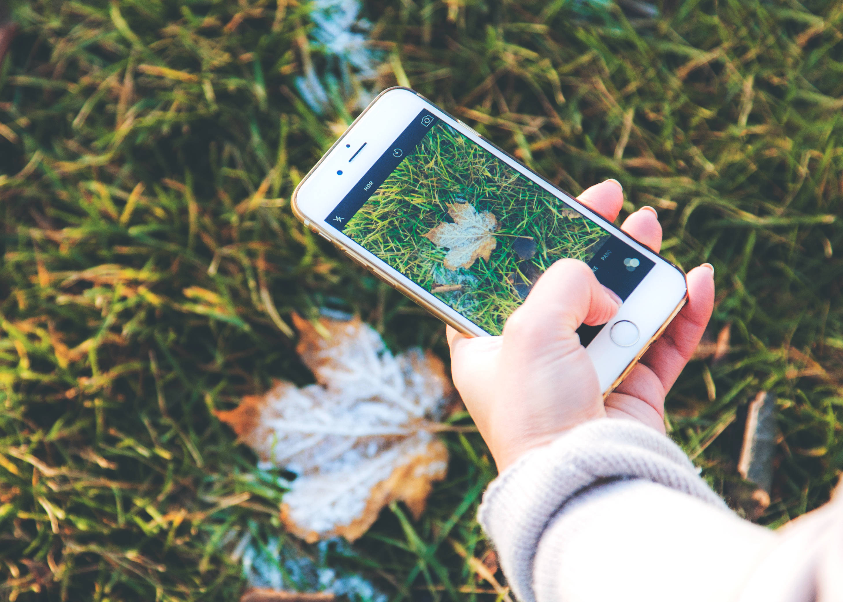 smartphone, frosty maple leaf, grass, 2K Desktop Wallpaper