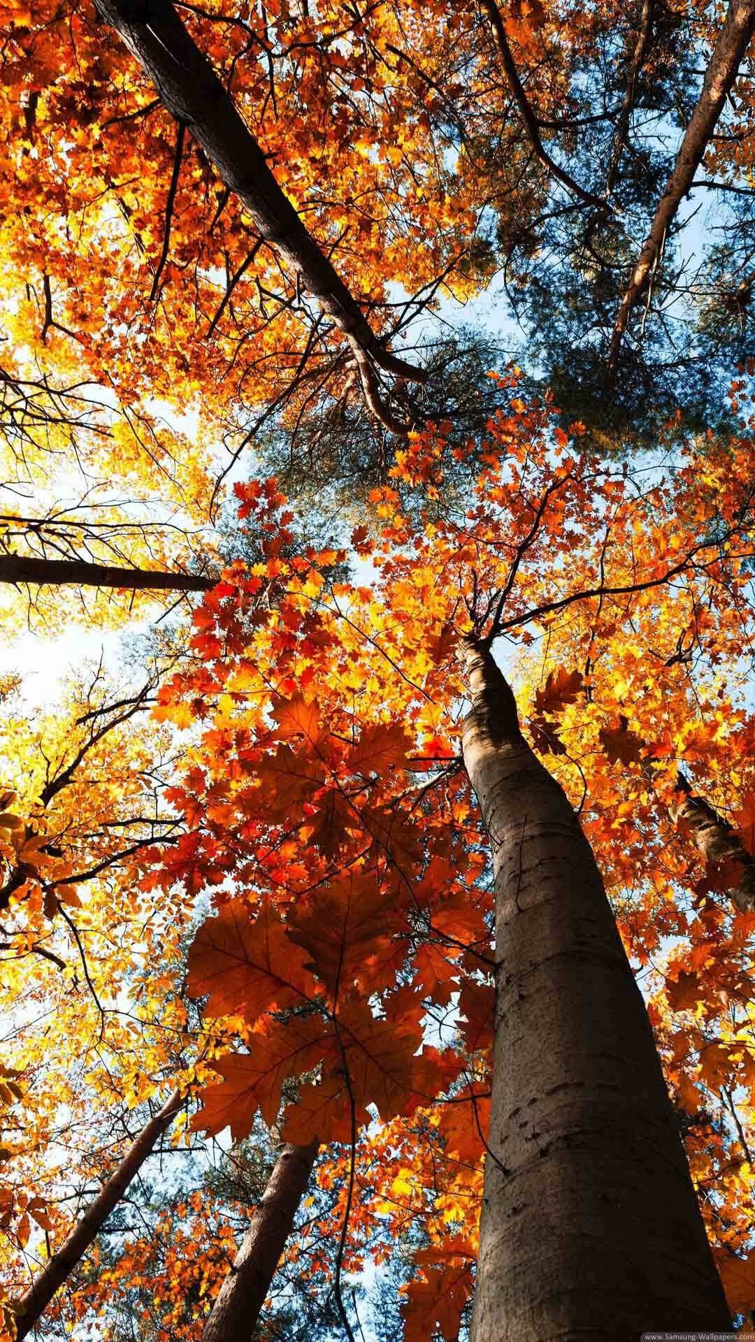 autumn forest, golden orange leaves, clear blue sky, Full HD Phone Wallpaper
