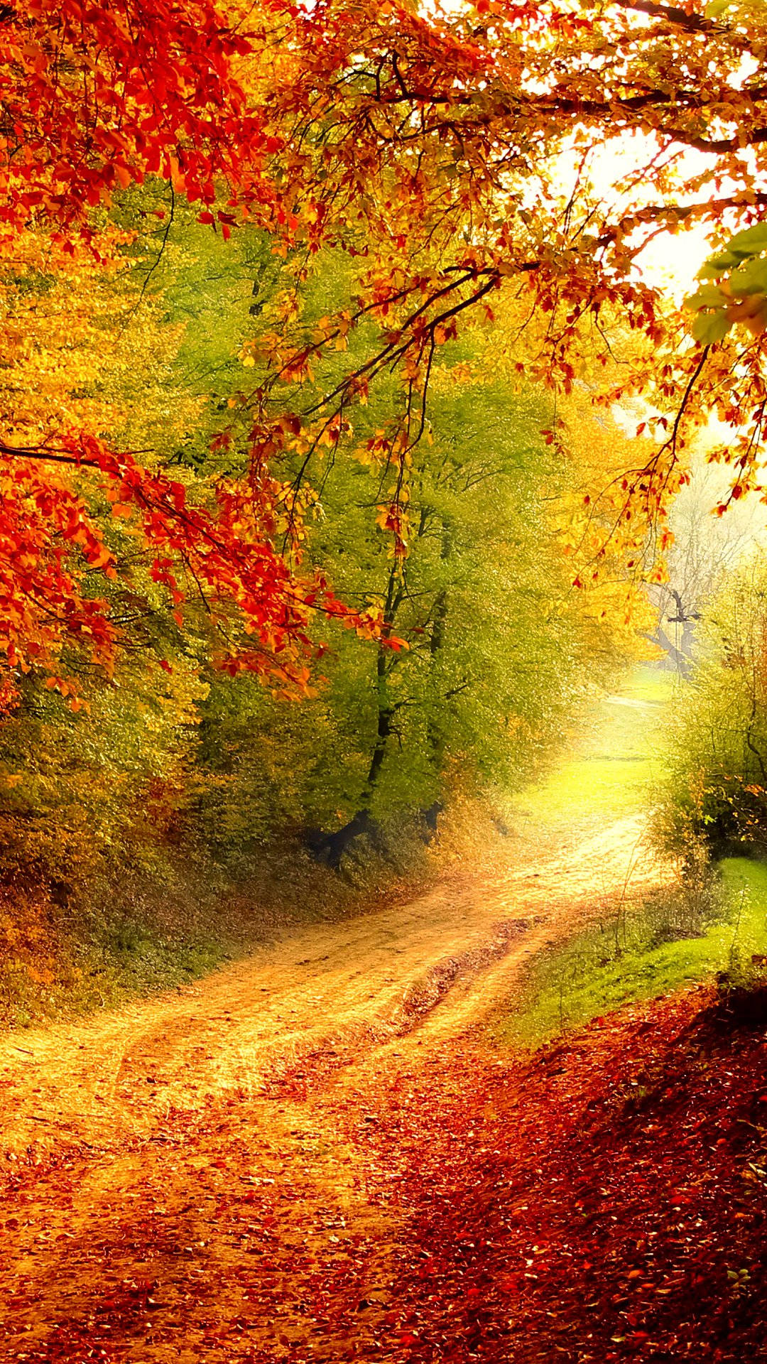 reddish tree leaves, autumn phone, winding dirt path, Full HD Phone Wallpaper