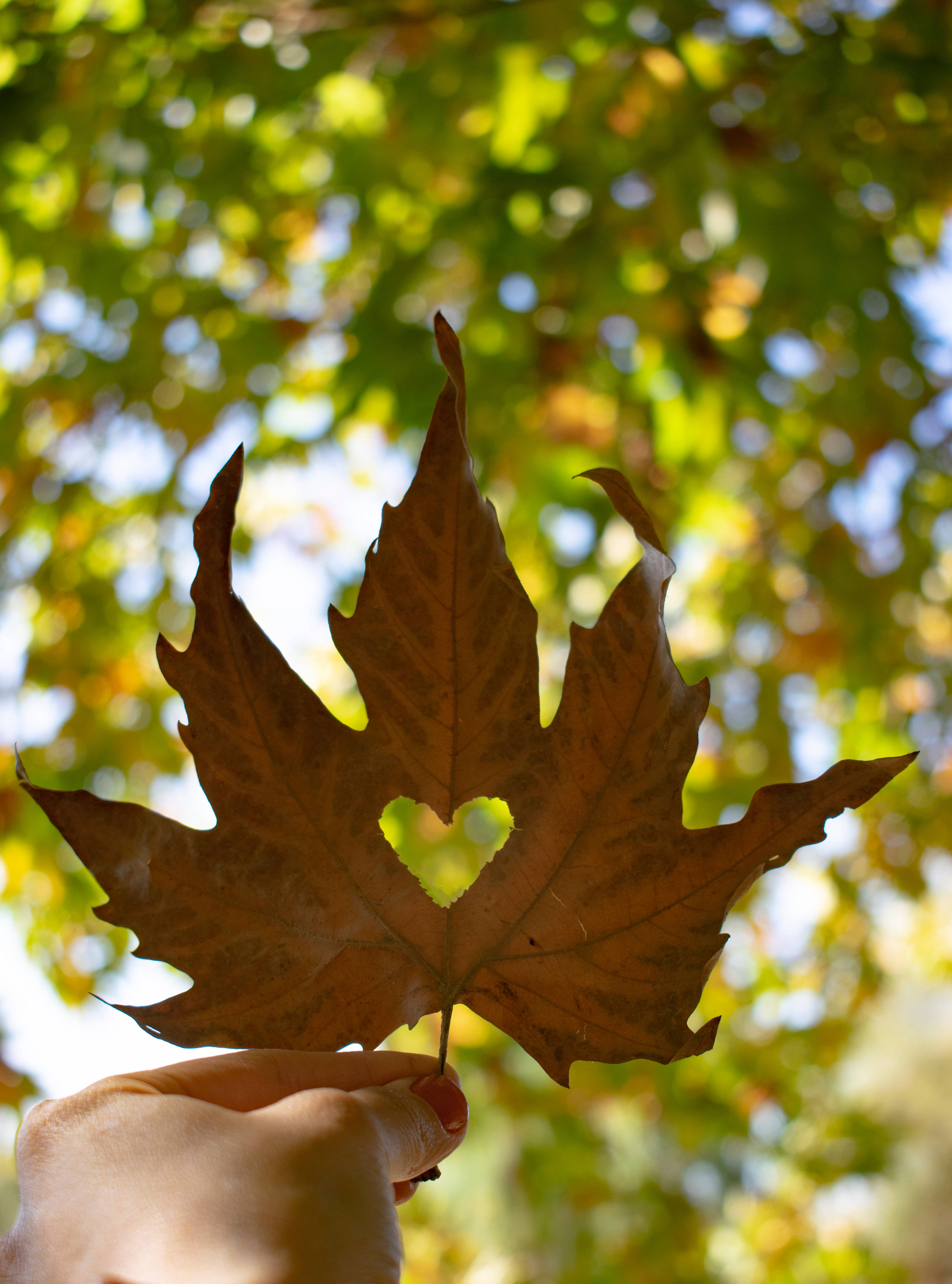 Autumn Phone, maple leaf, heart-shaped hole, 5K Phone Wallpaper