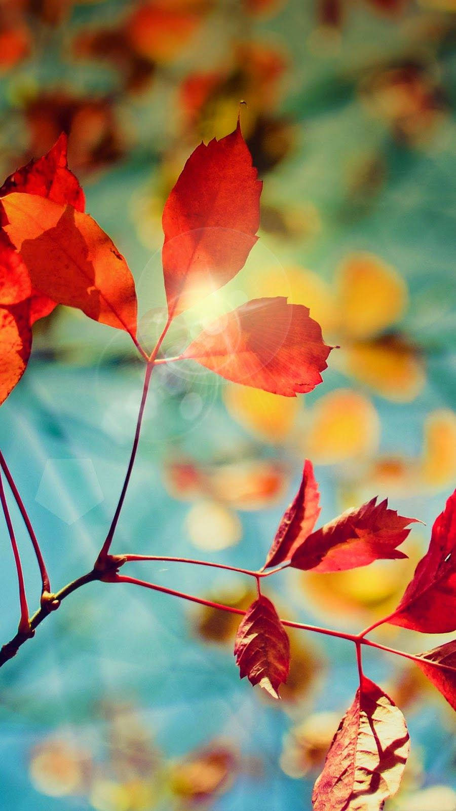 dark orange leaves, autumn phone, sun rays, HD Phone Wallpaper