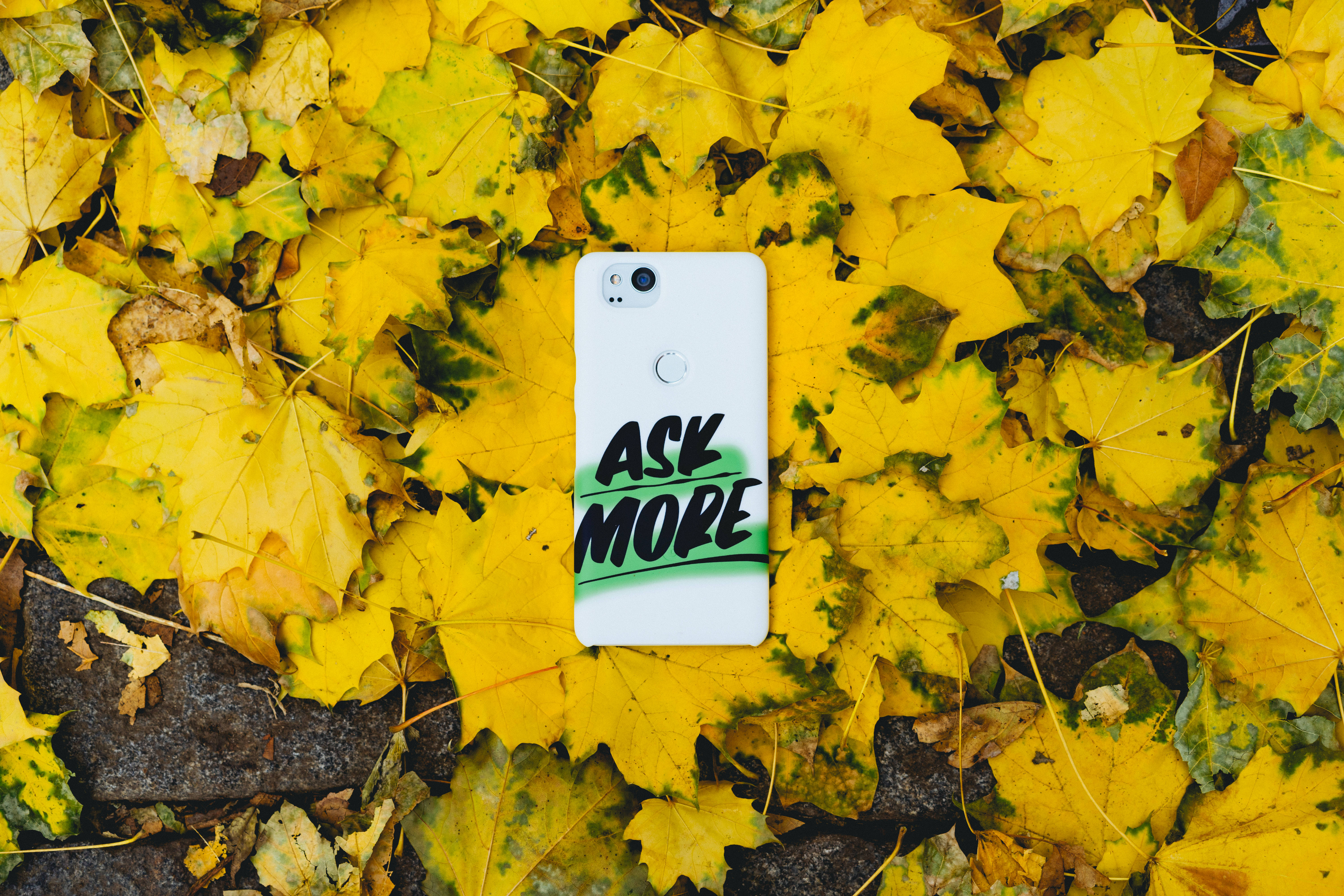 white phone, ASK MORE, vibrant carpet of yellow autumn leaves, 5K Desktop Wallpaper
