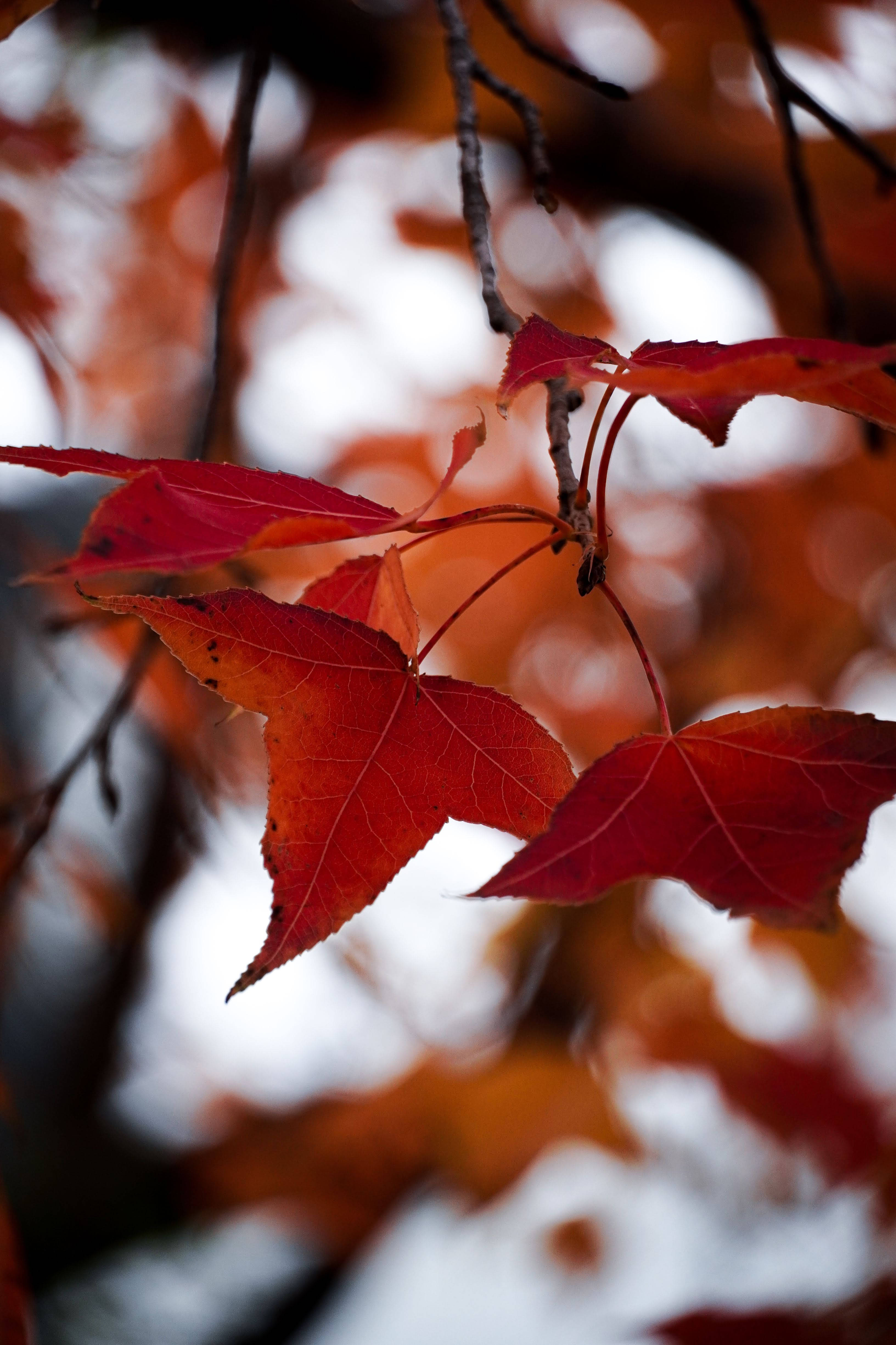 maple leaves, autumnal hues, red maple leaves, 4K Phone Wallpaper