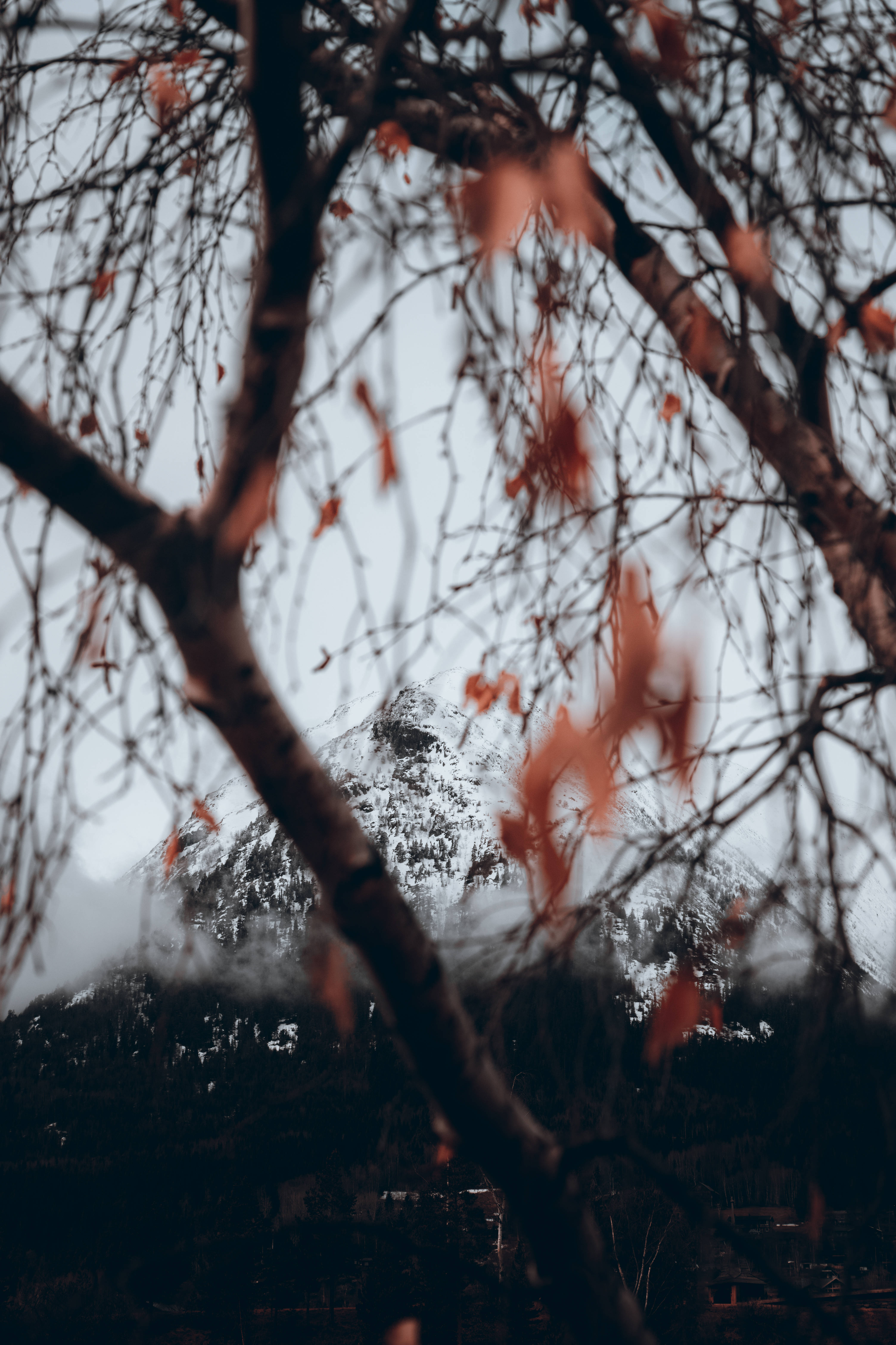 Autumn Phone, wilted leaves, snow-capped mountain peaks, 5K Phone Wallpaper