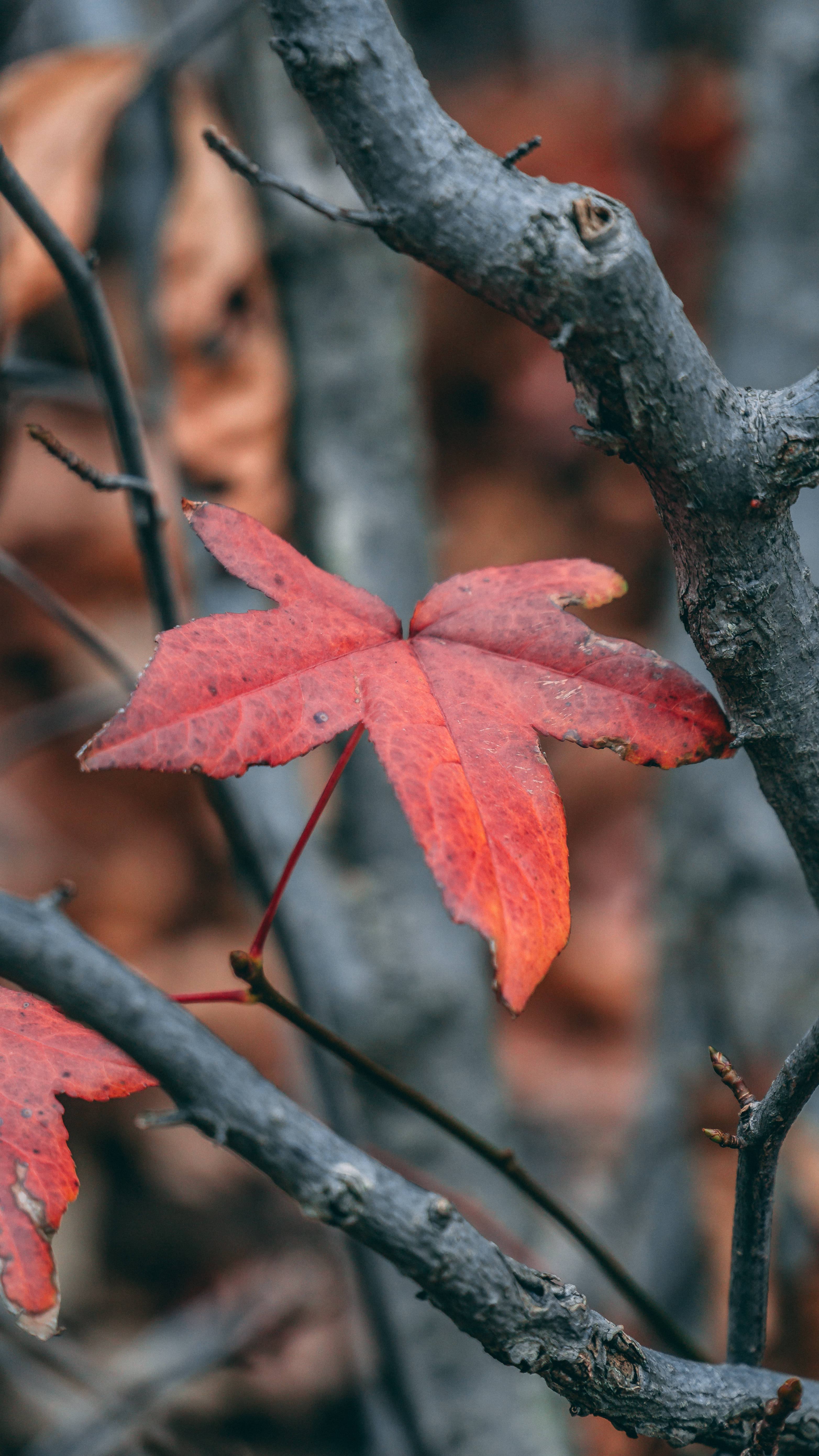 Autumn Phone, red maple leaf, bare branch, 5K Phone Wallpaper