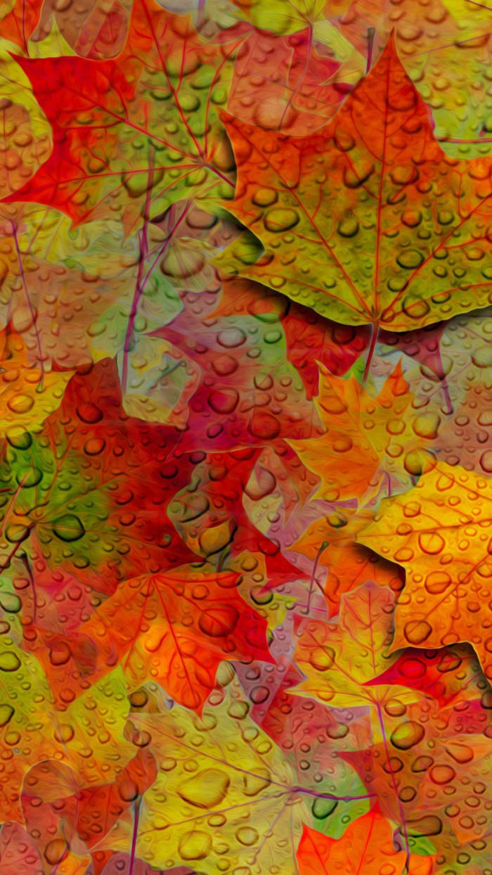 autumn maple leaves, fiery reds oranges and yellows, dewdrops, SD Phone Wallpaper