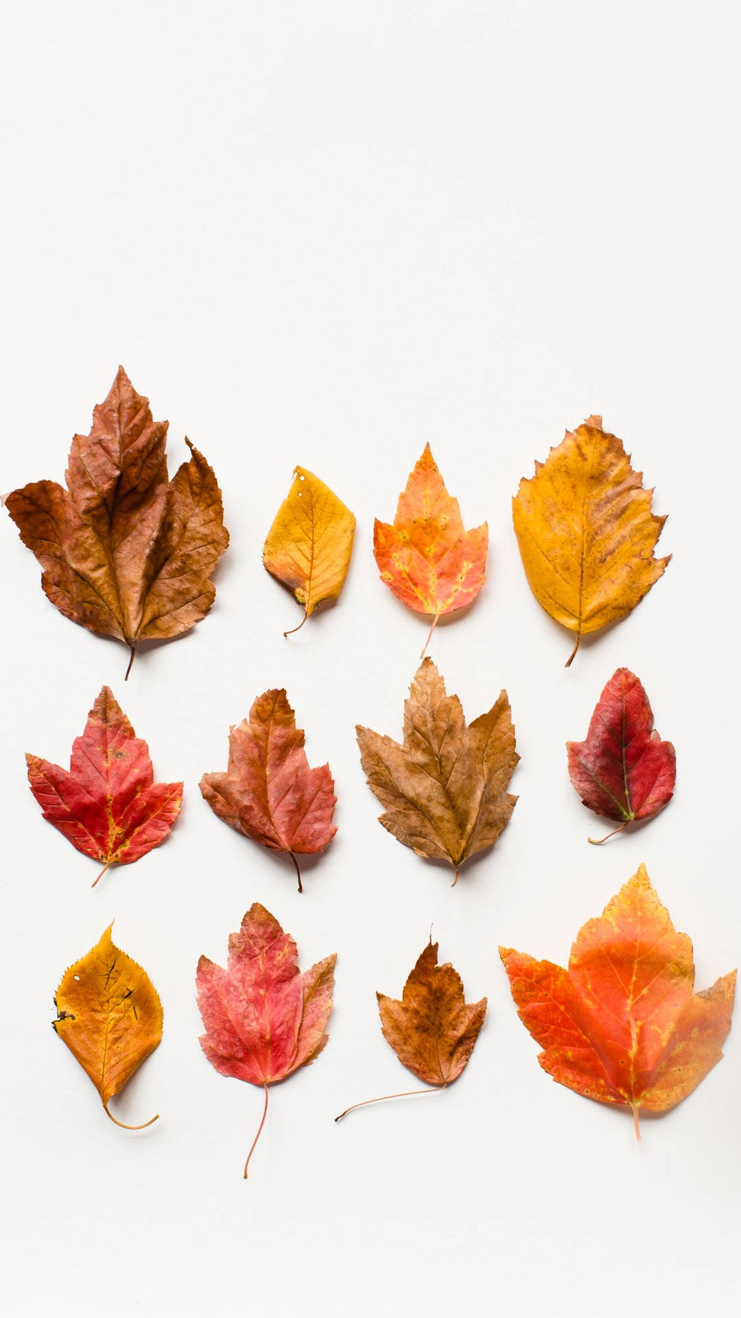 autumn phone, dried leaves, red orange, Full HD Phone Wallpaper