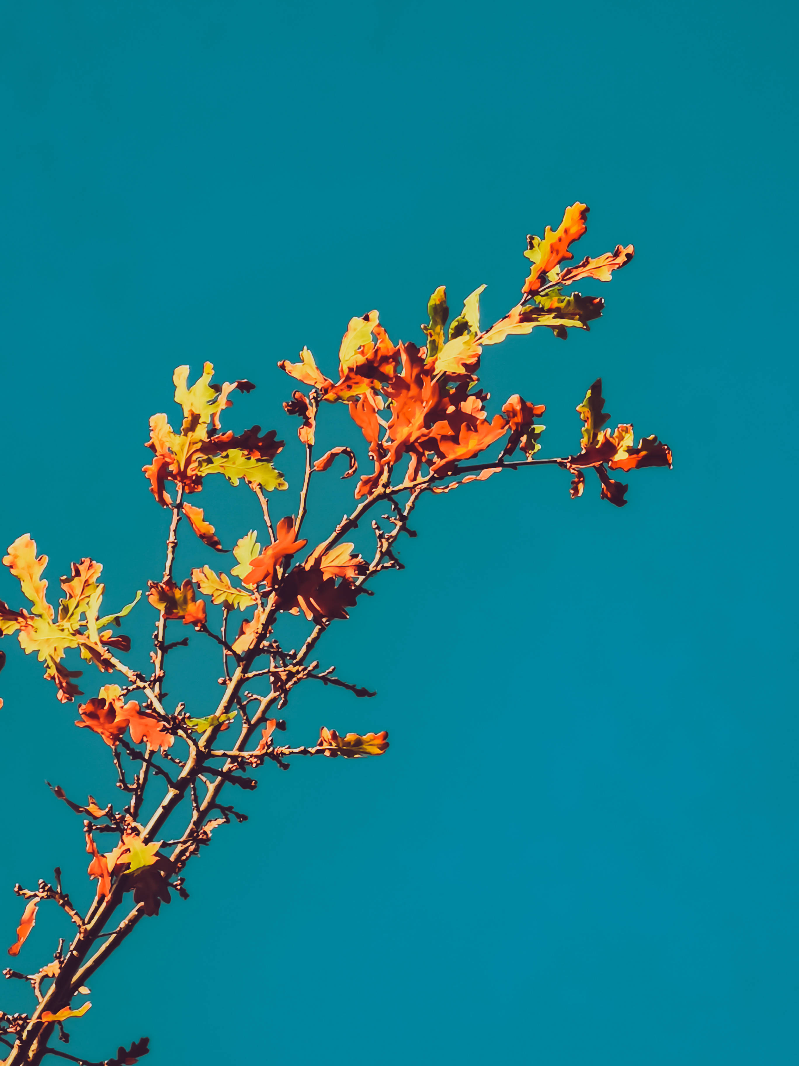 Autumn Phone, bright orange leaves, vivid teal sky, 2K Phone Wallpaper