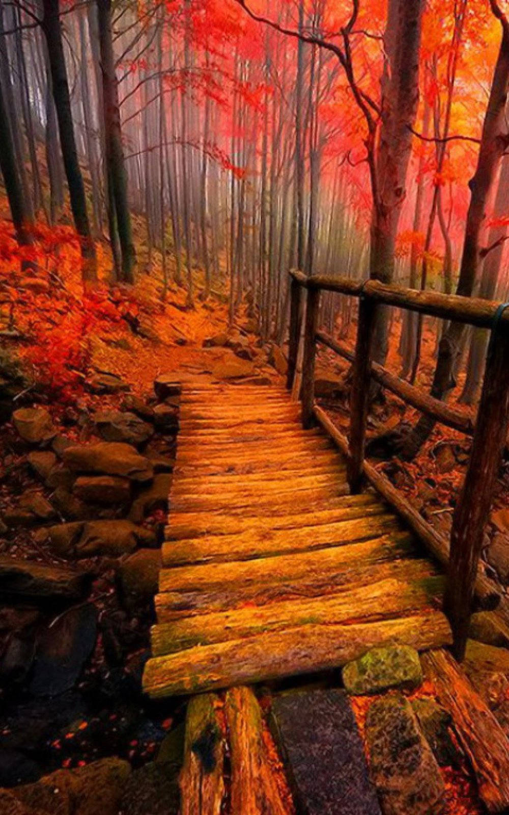 wooden bridge, autumn, misty forest, HD Phone Wallpaper