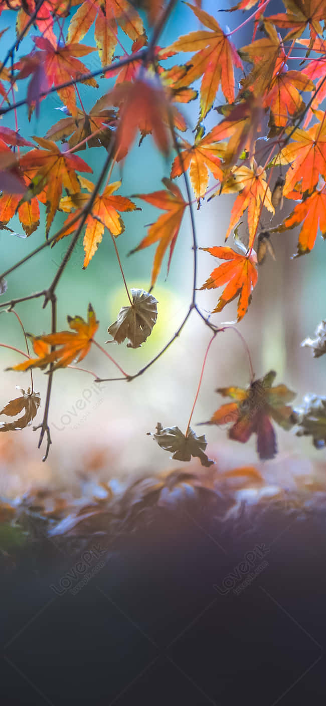 autumn maple leaves, fiery orange, red hues, HD Phone Wallpaper