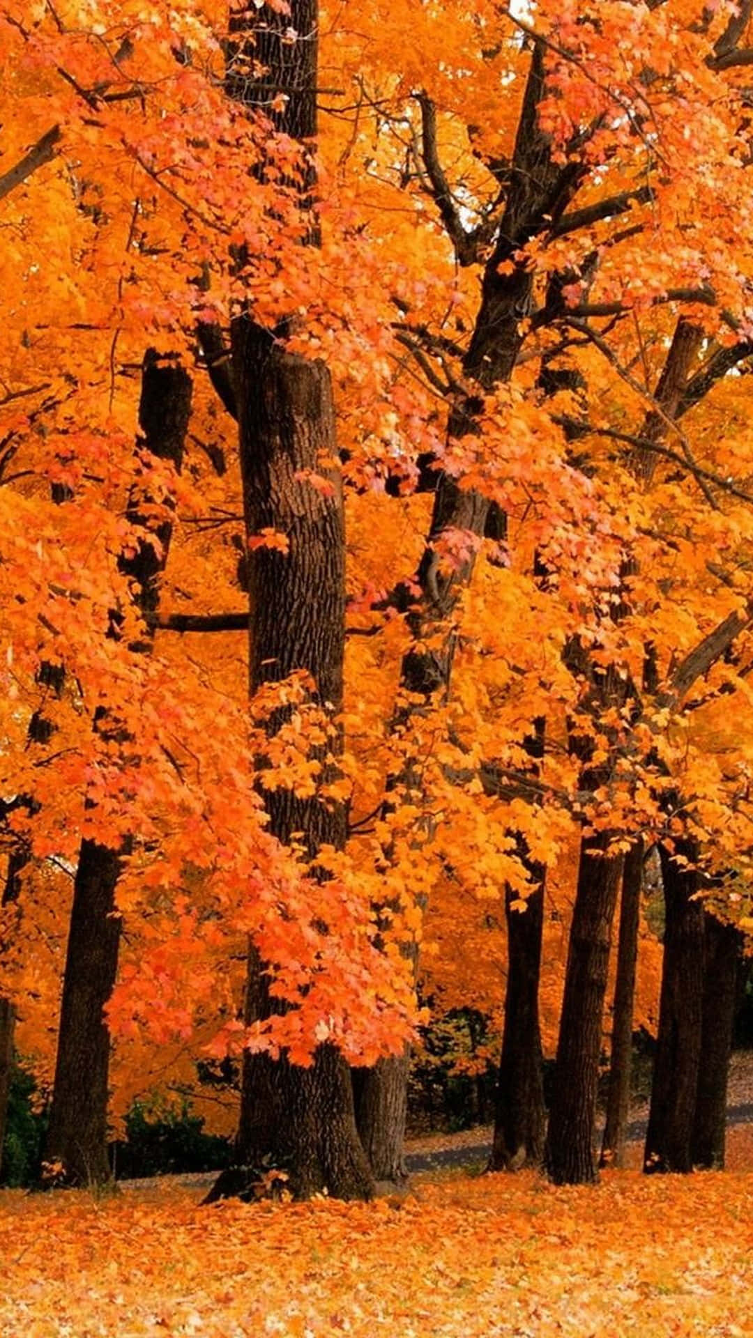 autumn leaves, maple trees, park, Full HD Phone Wallpaper