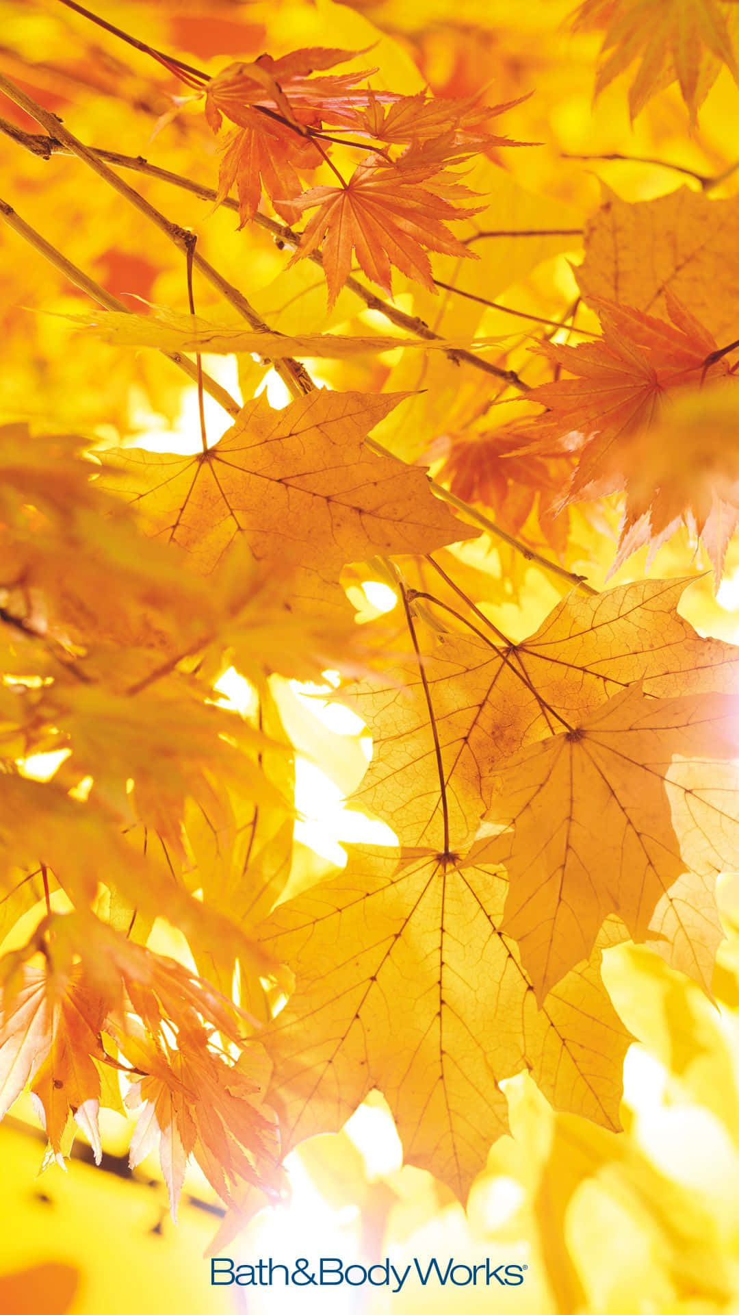 autumn leaves phone, golden maple leaves, sunlight, Full HD Phone Wallpaper