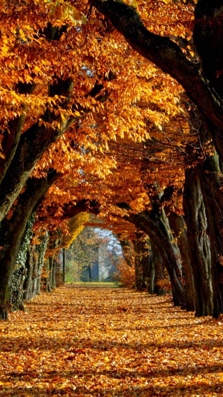 autumn leaves phone, golden maple trees, carpeted path, HD Phone Wallpaper