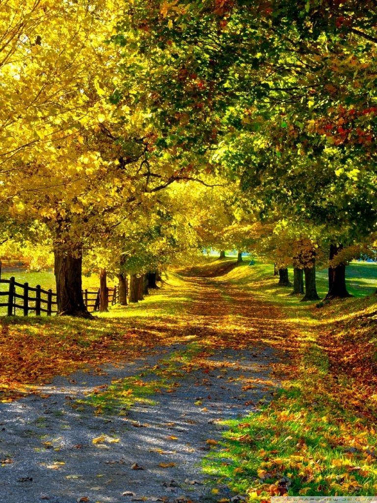 autumn trees, gravel path, golden autumn trees, SD Phone Wallpaper
