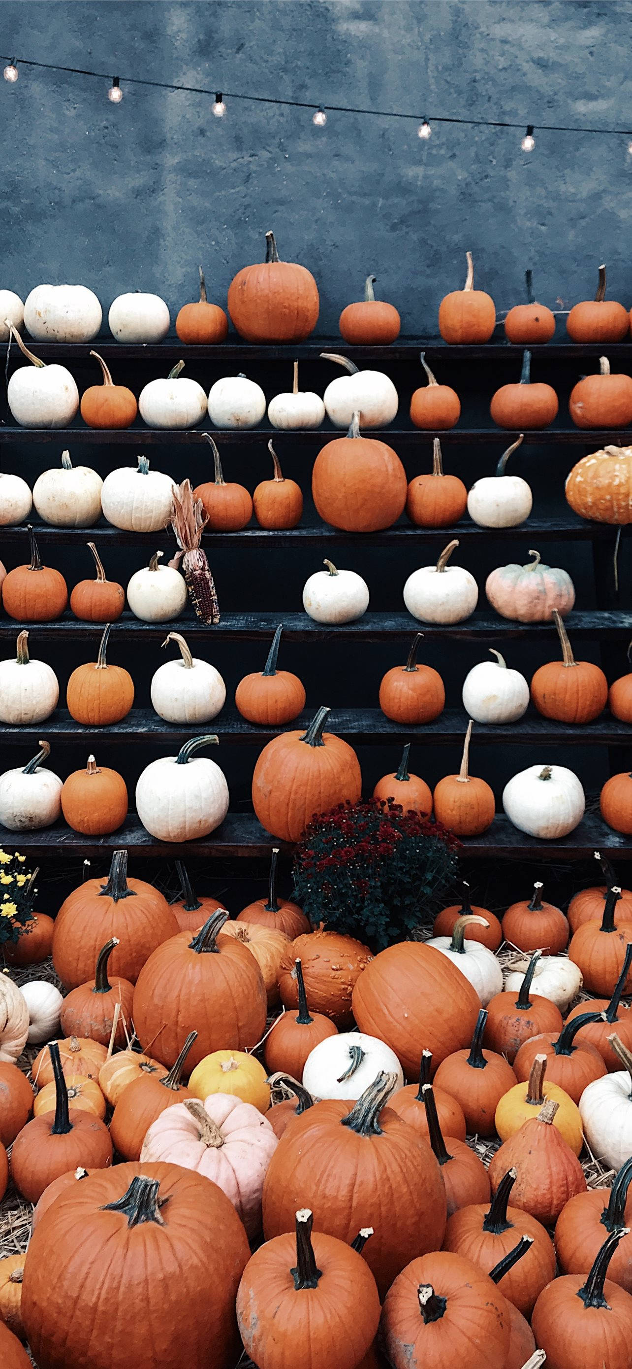 Autumn iPhone Pumpkin Patch Aesthetic, orange pumpkins, white pumpkins, 2K Phone Wallpaper