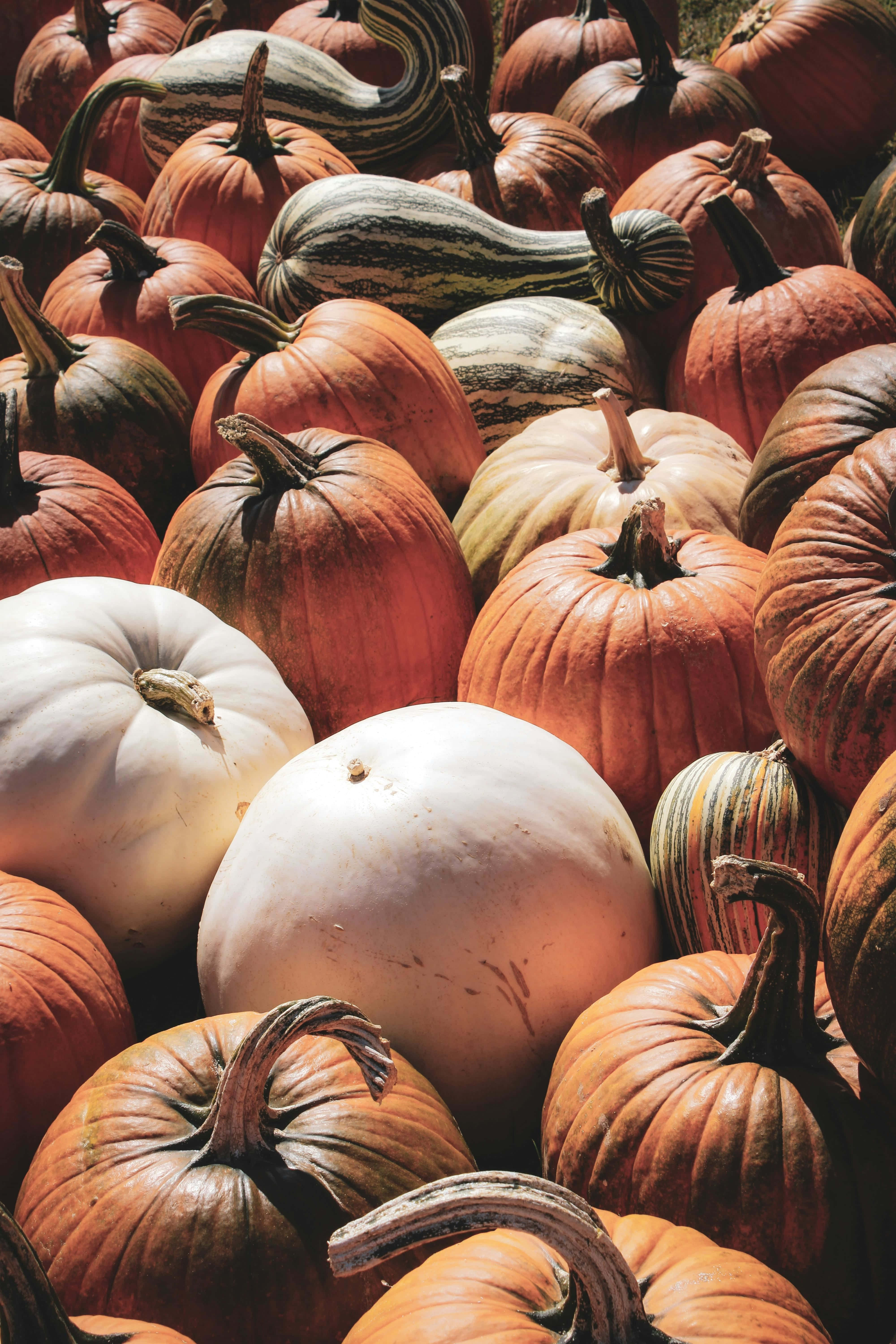 Autumn Pumpkin Variety Display, pumpkins, gourds, 5K Phone Wallpaper