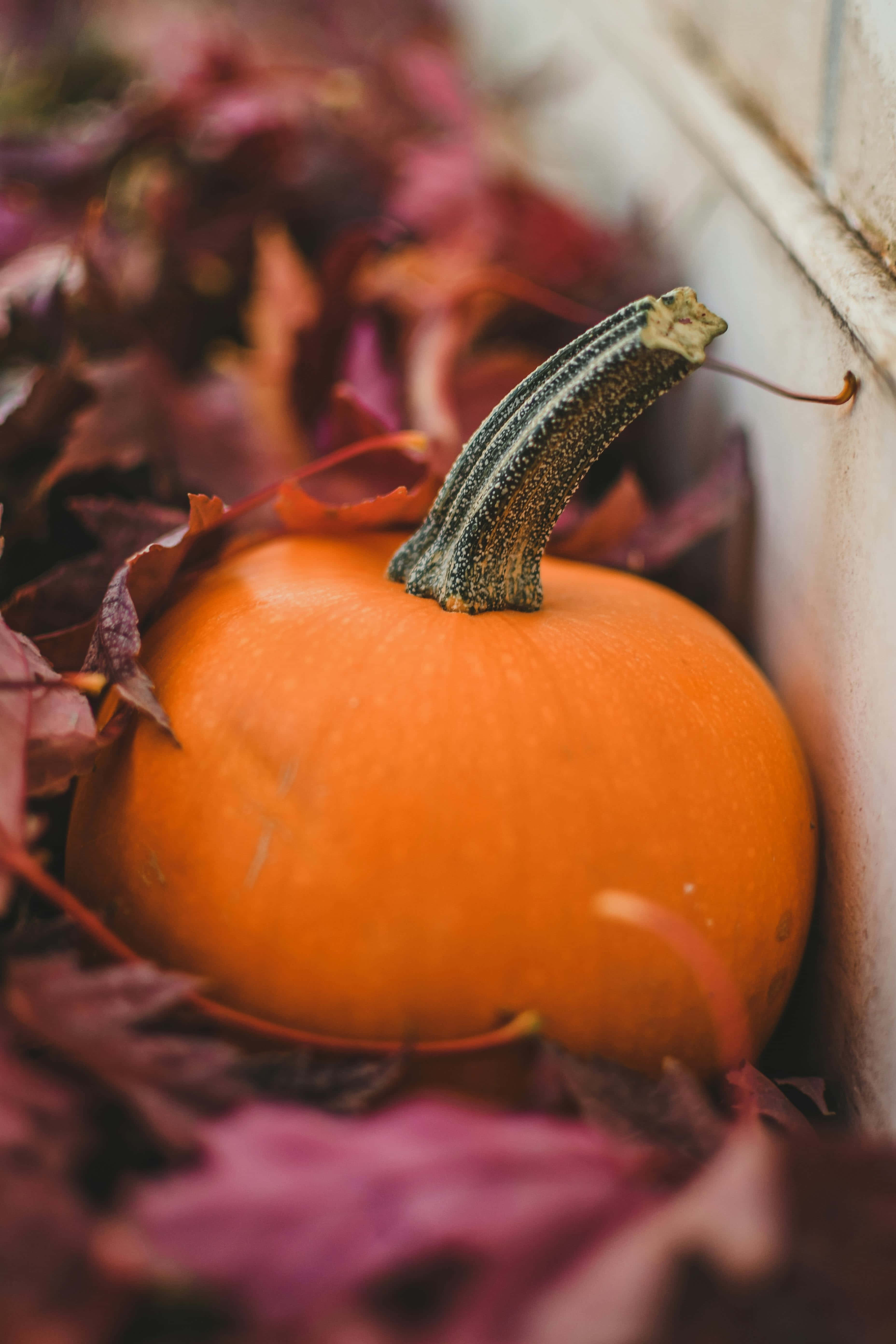 Autumn Pumpkin Leaves Backdrop, vibrant orange pumpkin, deep red and purple autumn leaves, 5K Phone Wallpaper