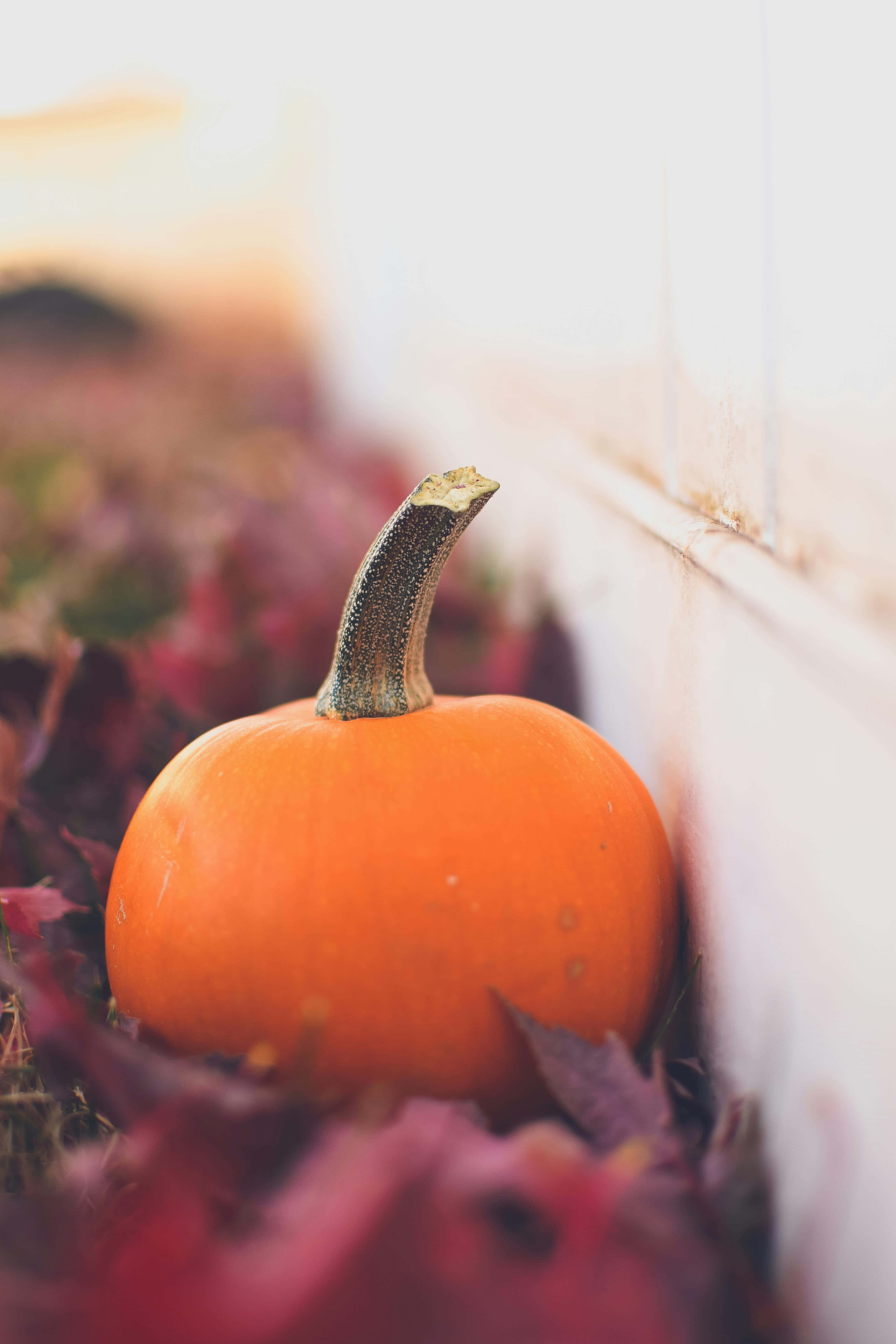 Autumn Pumpkin iPhone, vibrant orange pumpkin, crimson autumn leaves, 5K Phone Wallpaper