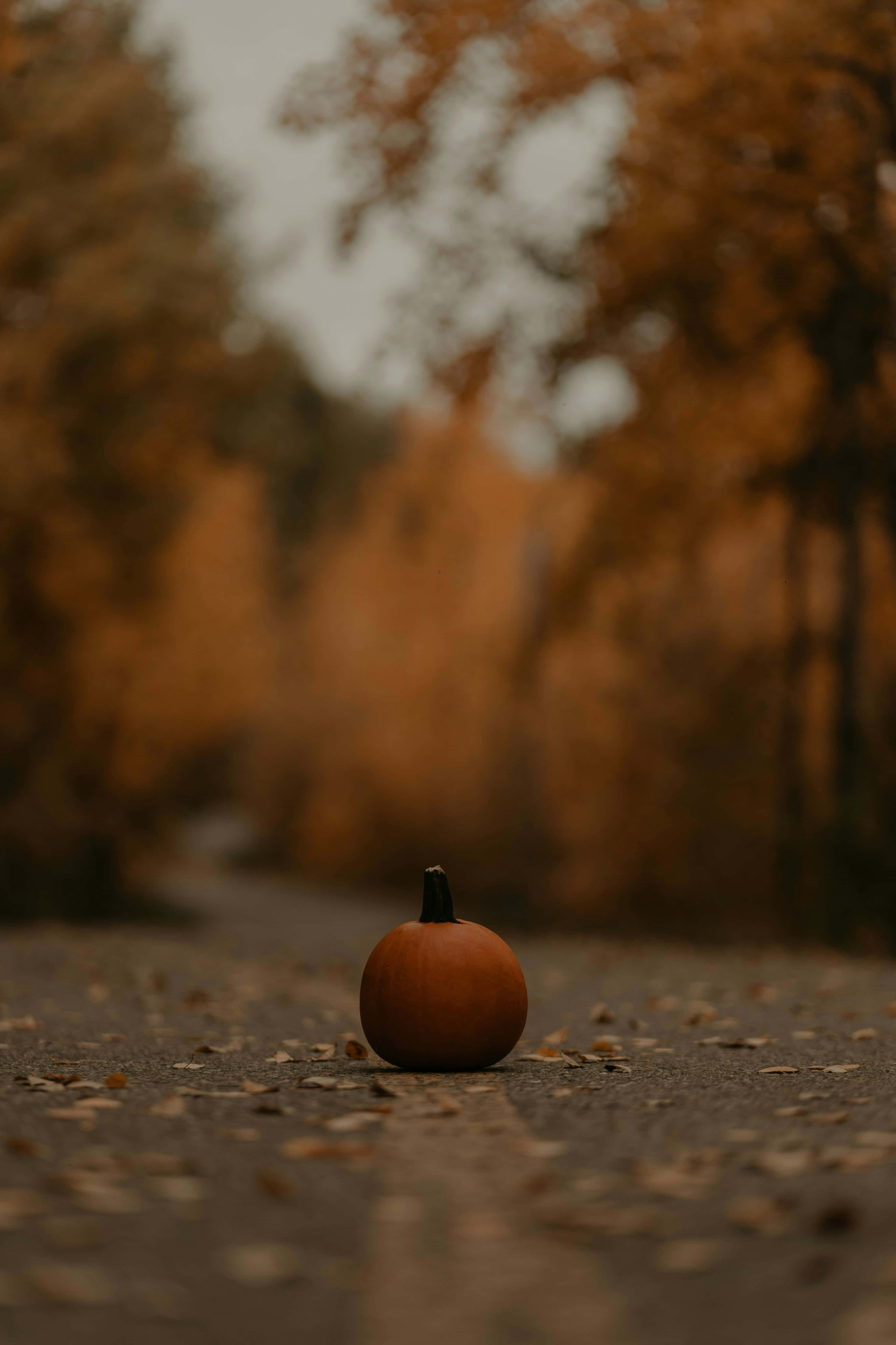 Autumn Pumpkinon Pathway, orange pumpkin, leaf-strewn path, 5K Phone Wallpaper