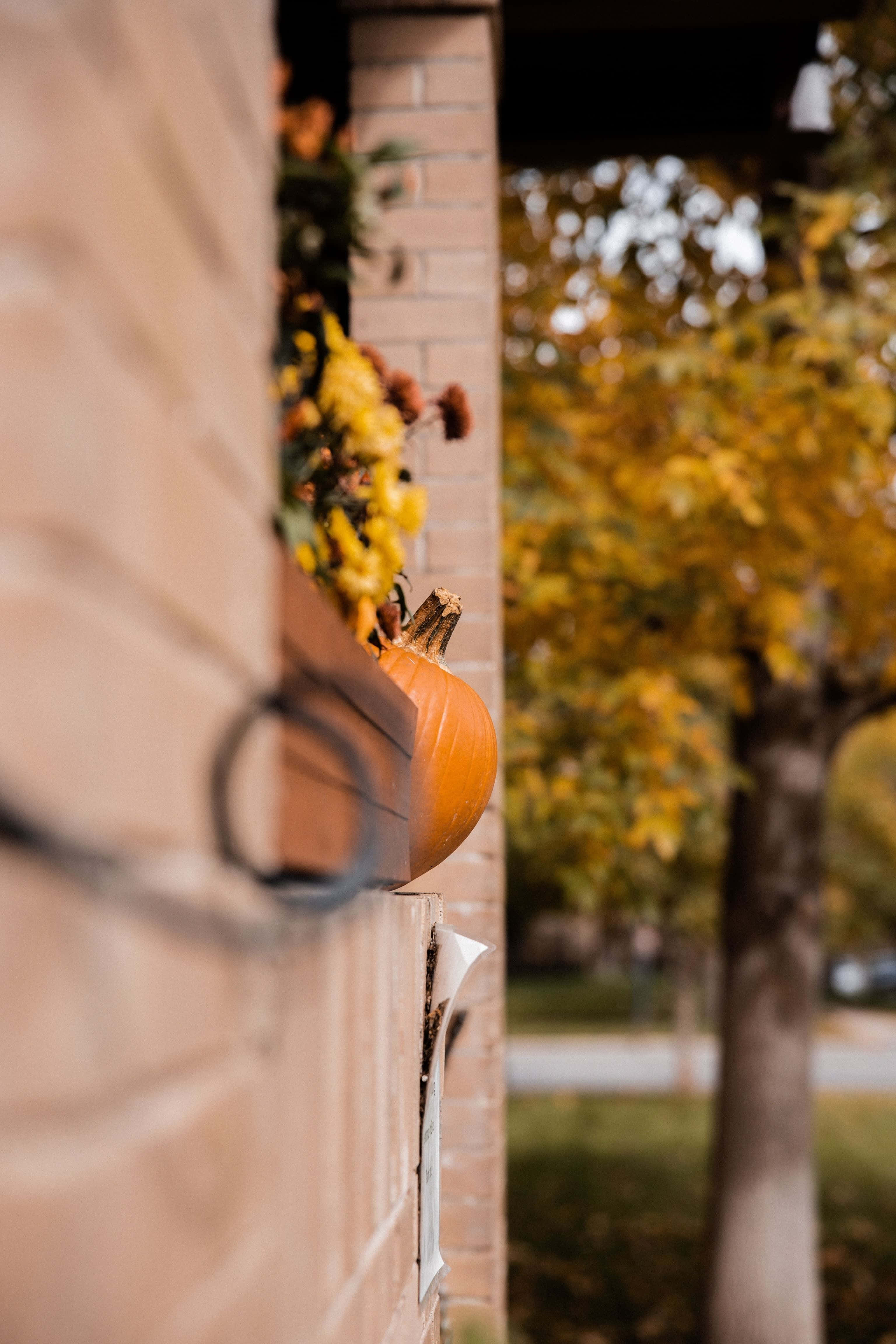 Autumn Pumpkin, wooden planter box, yellow mums, 4K Phone Wallpaper